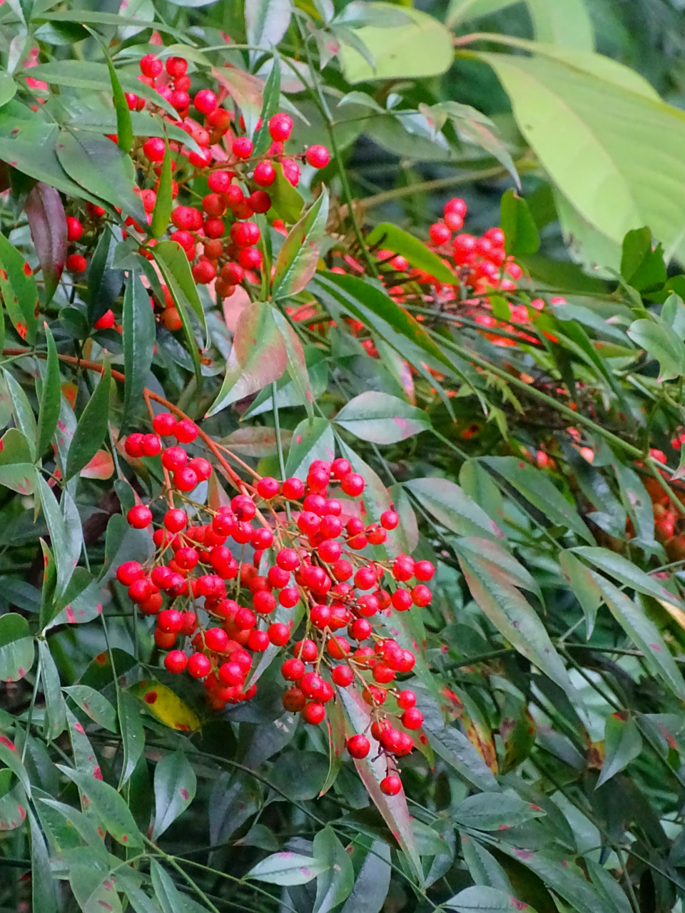 好摄之友#"南天竹果实",拍摄于植物园.