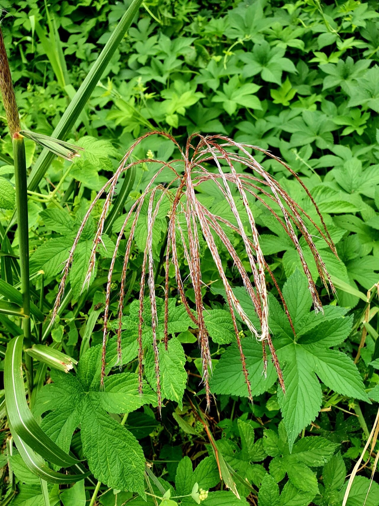 芒草 芦苇图片