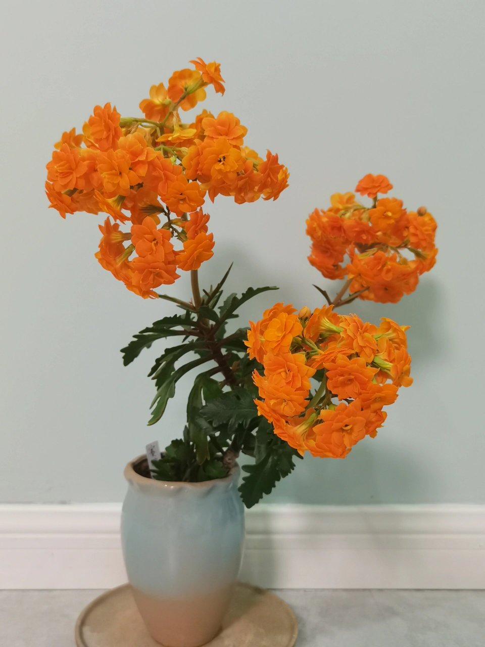 长寿花-瀑布 3年老桩