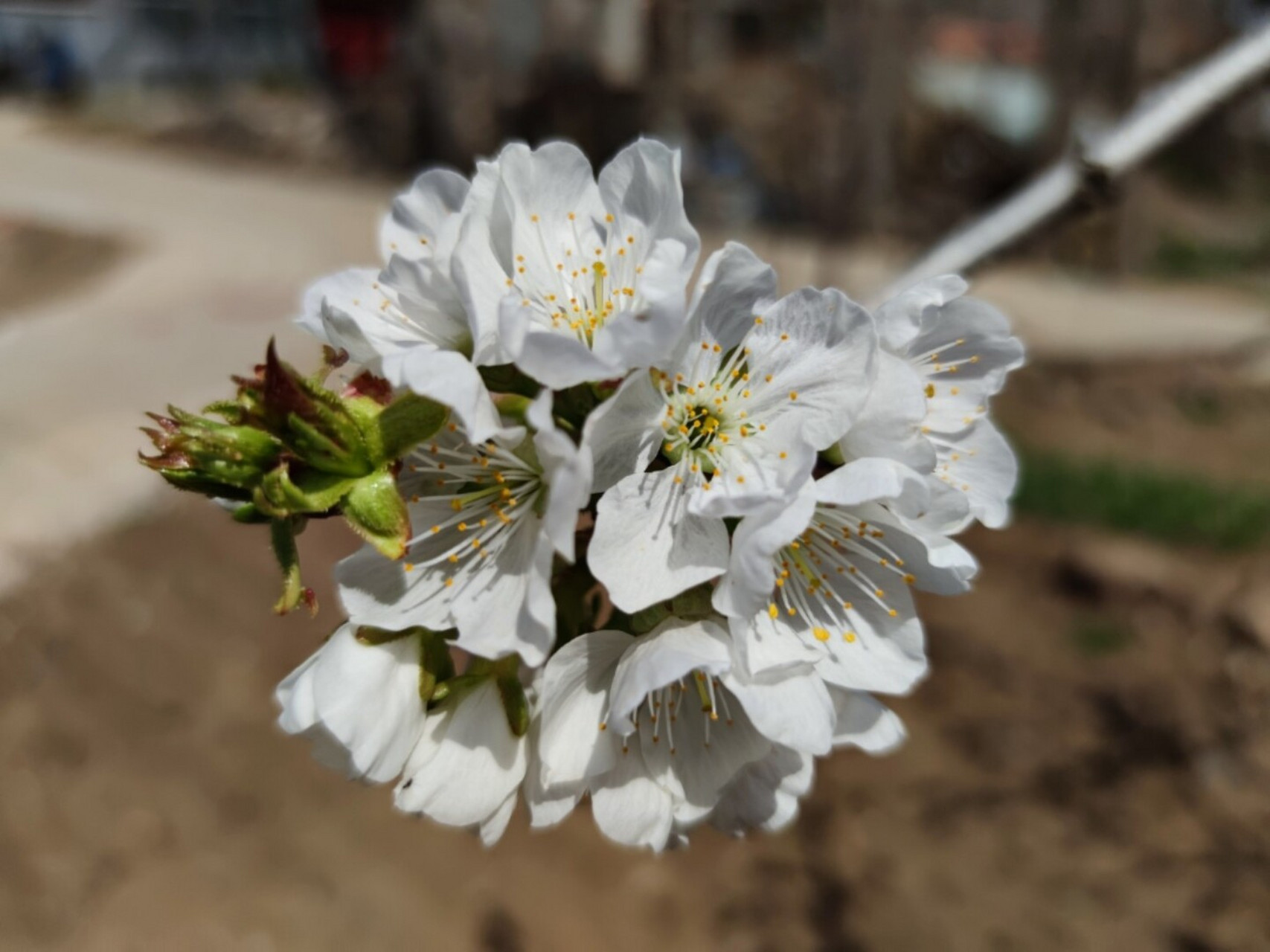 樱桃花几月开图片