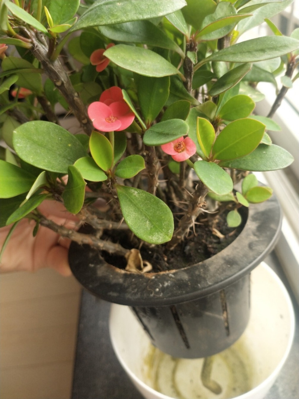 水培虎刺梅 每天在盆里放点儿水在盆底放根棉渑让他自然蒸发水分,也