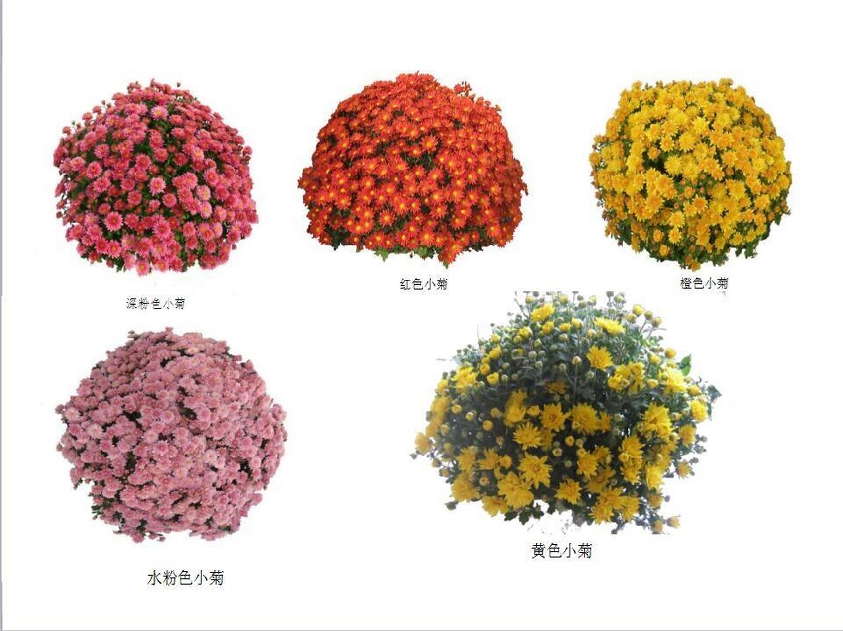 国庆小菊介绍 	 国庆小菊为一种常见的菊花品种,这个品种群种类繁多.