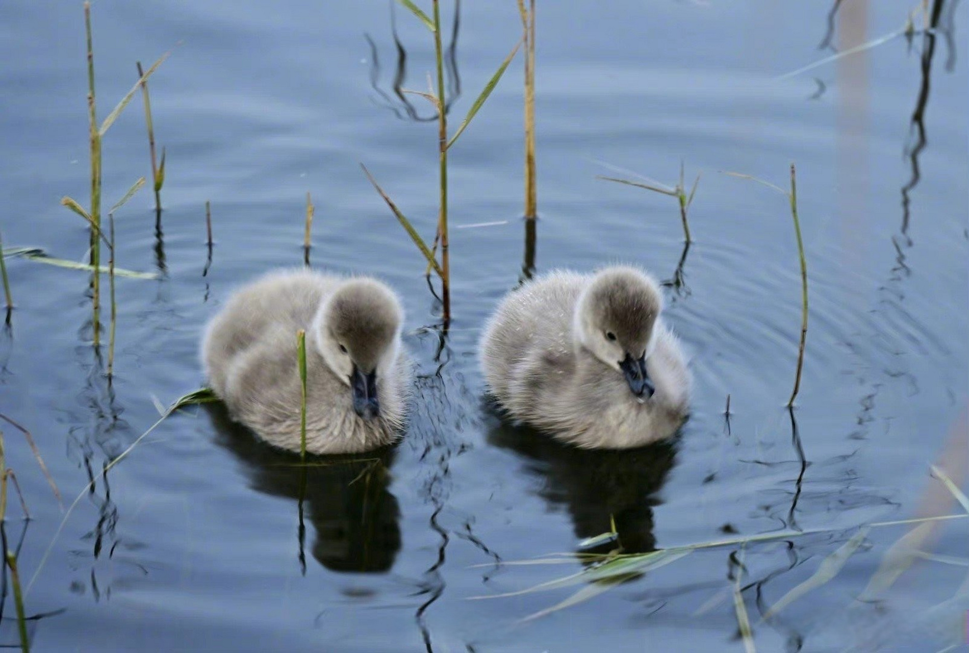 被圆明园的天鹅幼崽可爱到了】冬日时节,几只毛茸茸的天鹅宝宝出现在