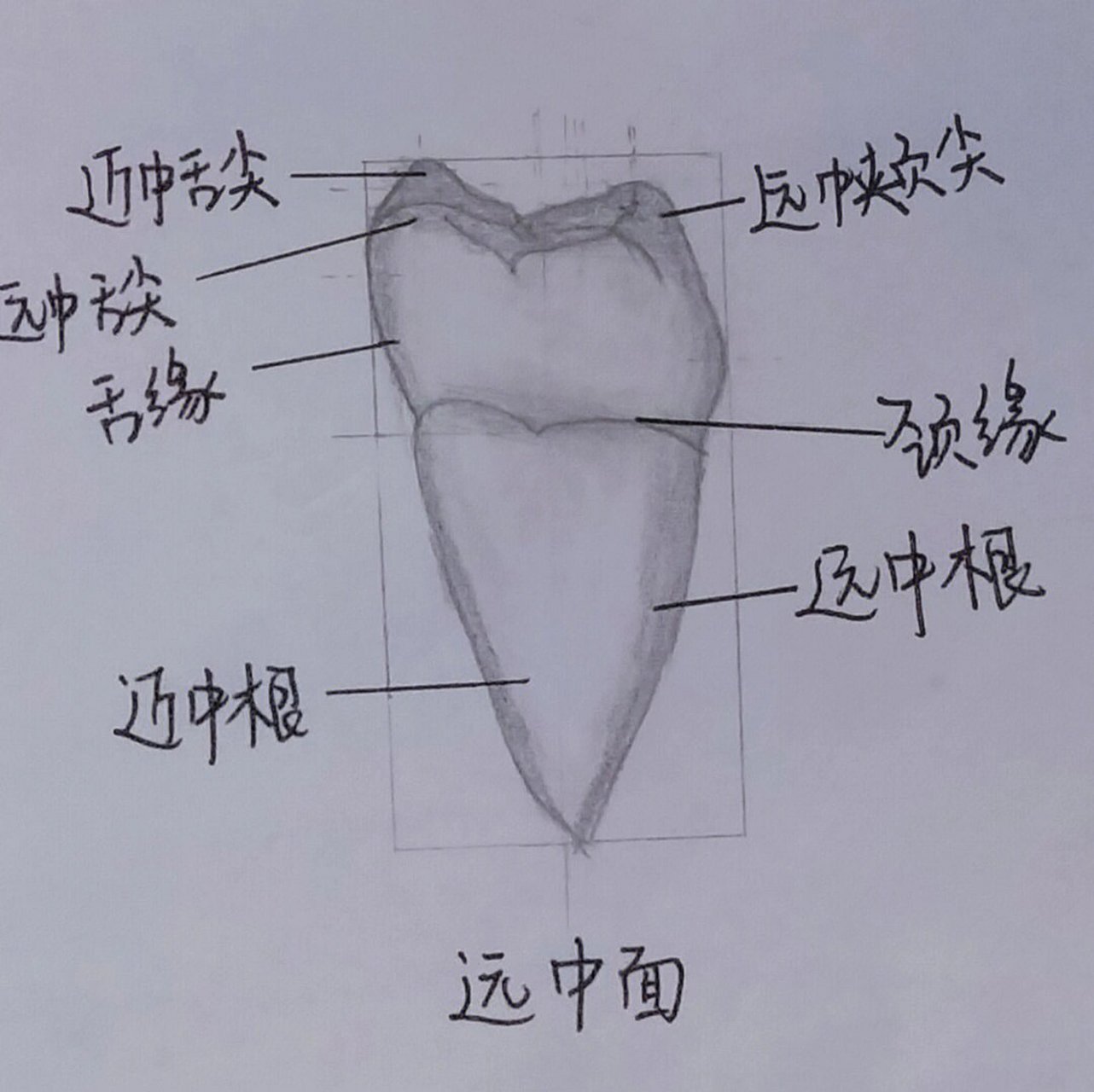 右下颌第一磨牙图片图片