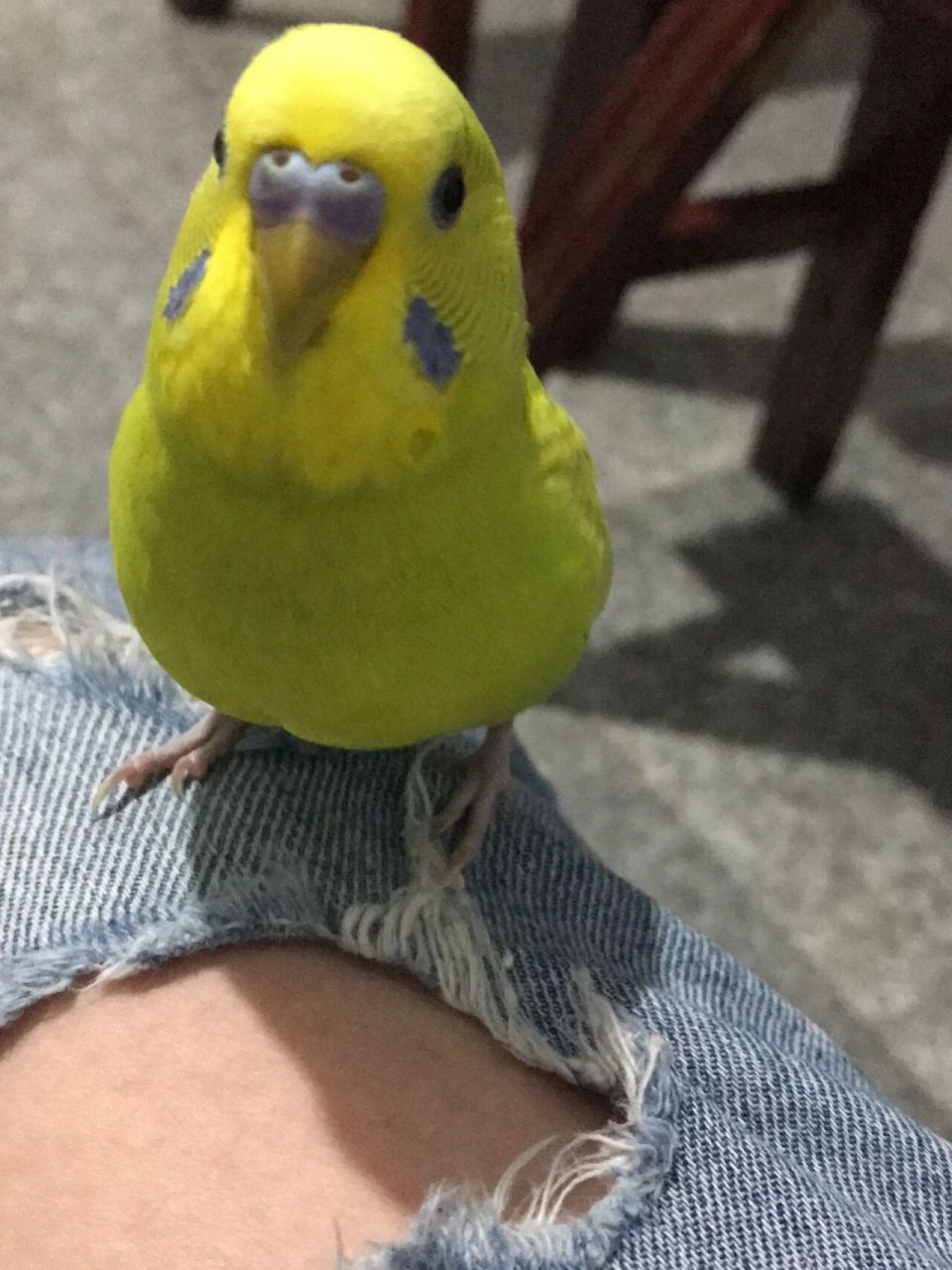 黄色虎皮鹦鹉 每天都是可可爱爱,小帅锅一枚99