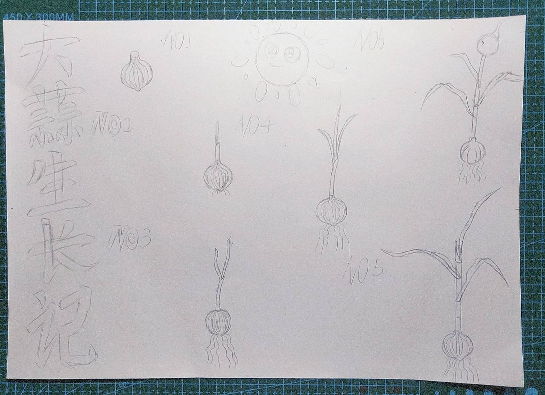 大蒜生长记画报,自然笔记 植物观察记录手抄报(可临摹),a4线稿 动动小