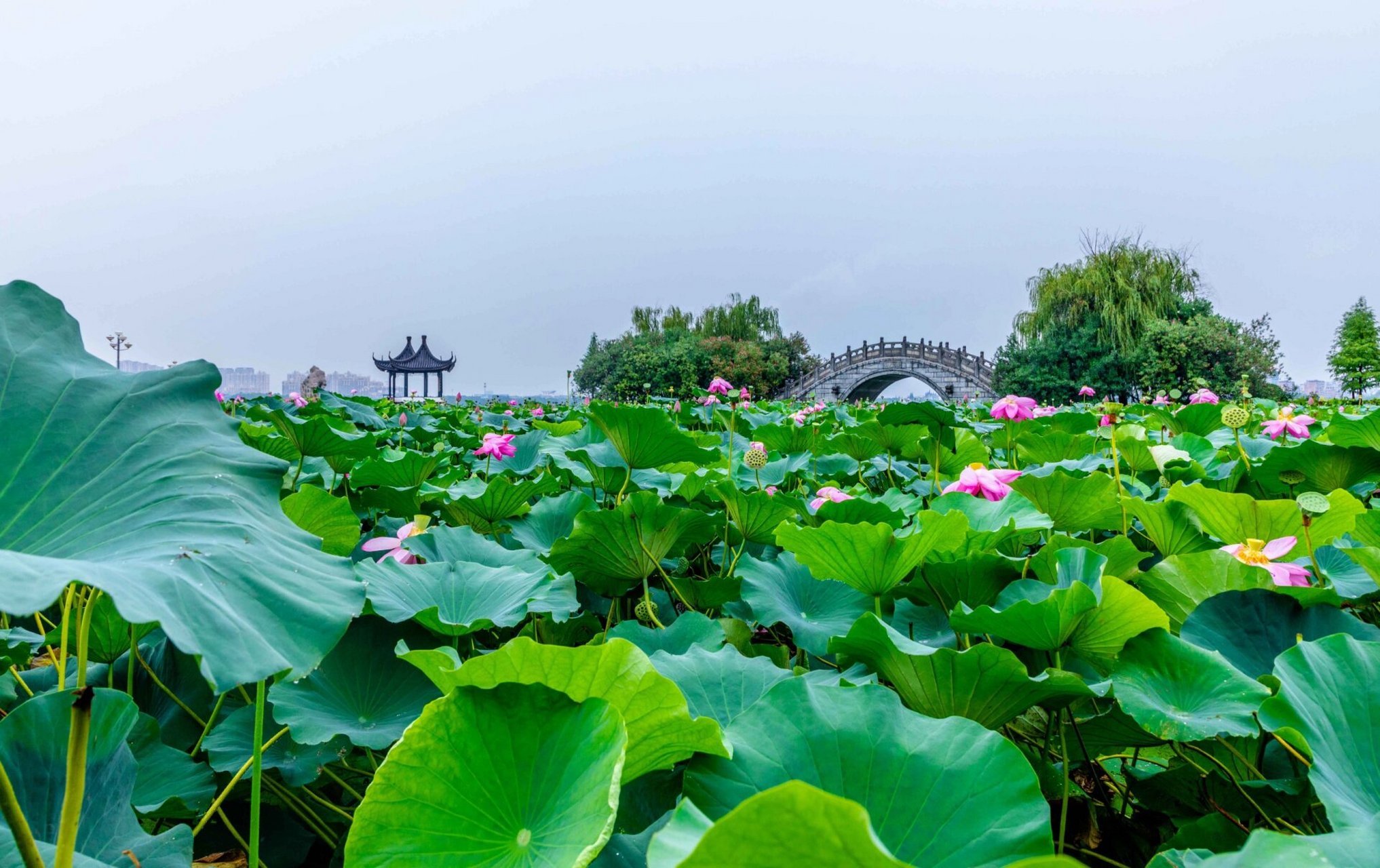 江南水乡 宜兴宜园 循着烟雨 慢步西氿 去见一见梦中的荷 向往的水 诗