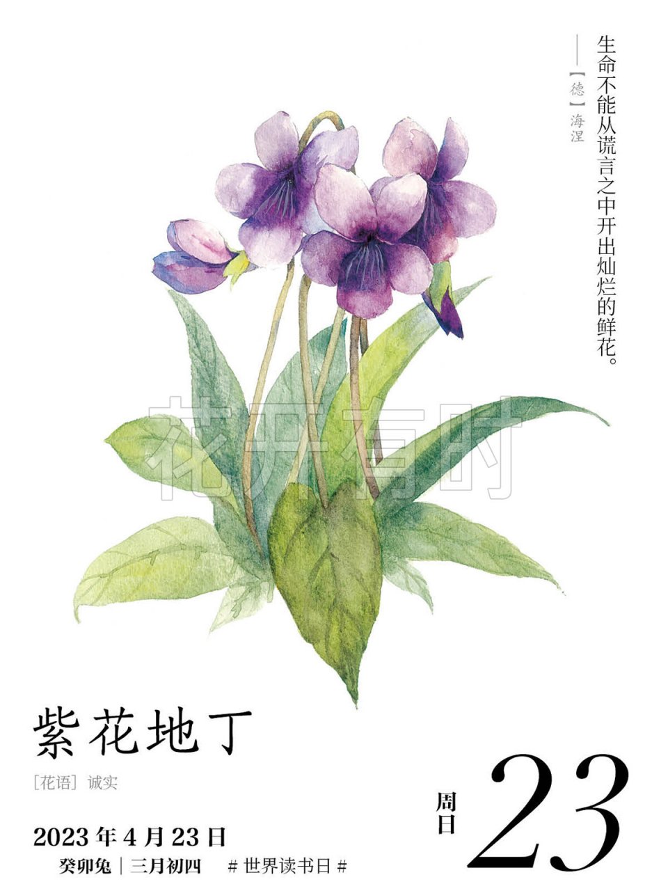 今天的花语-紫花地丁 花语:诚实 插图作者:渡尽dodolog 鲜花用盛放