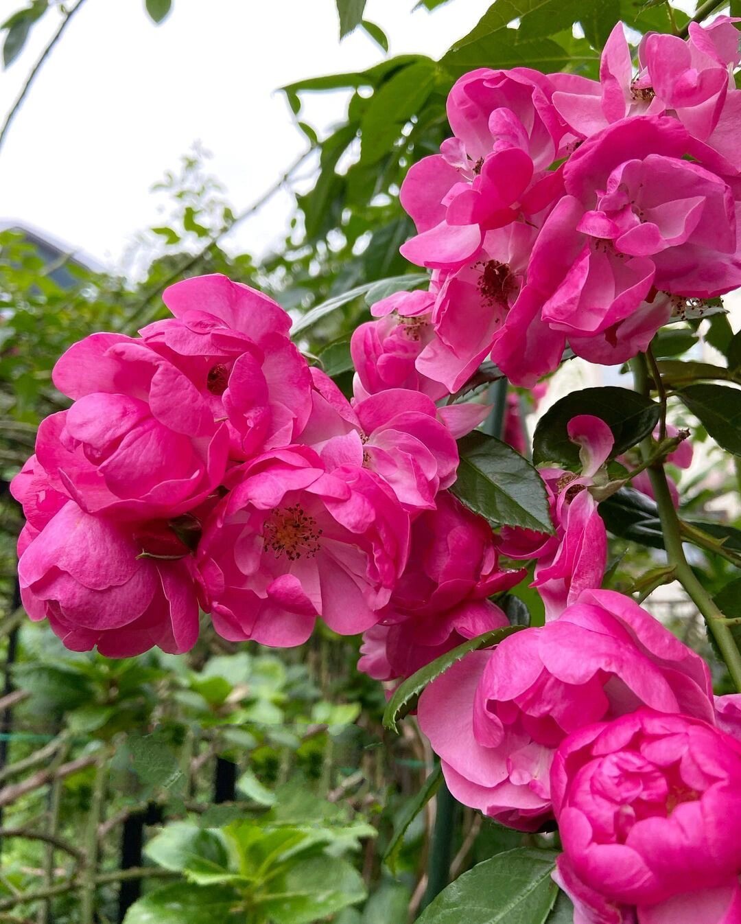 安吉拉月季优缺点分析欢迎补充6015 安吉拉的优点 1.