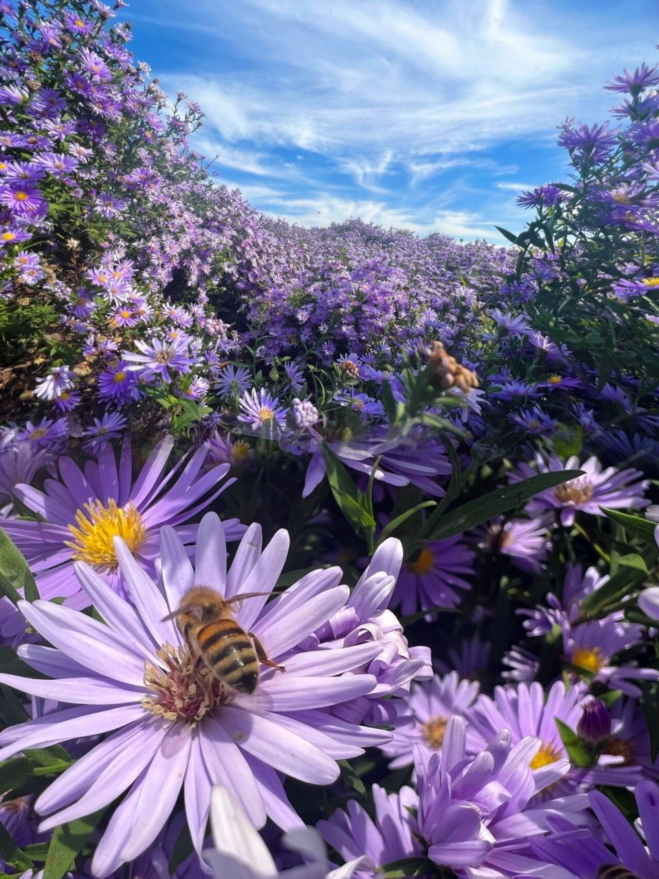 北京昌平七孔桥花海图片