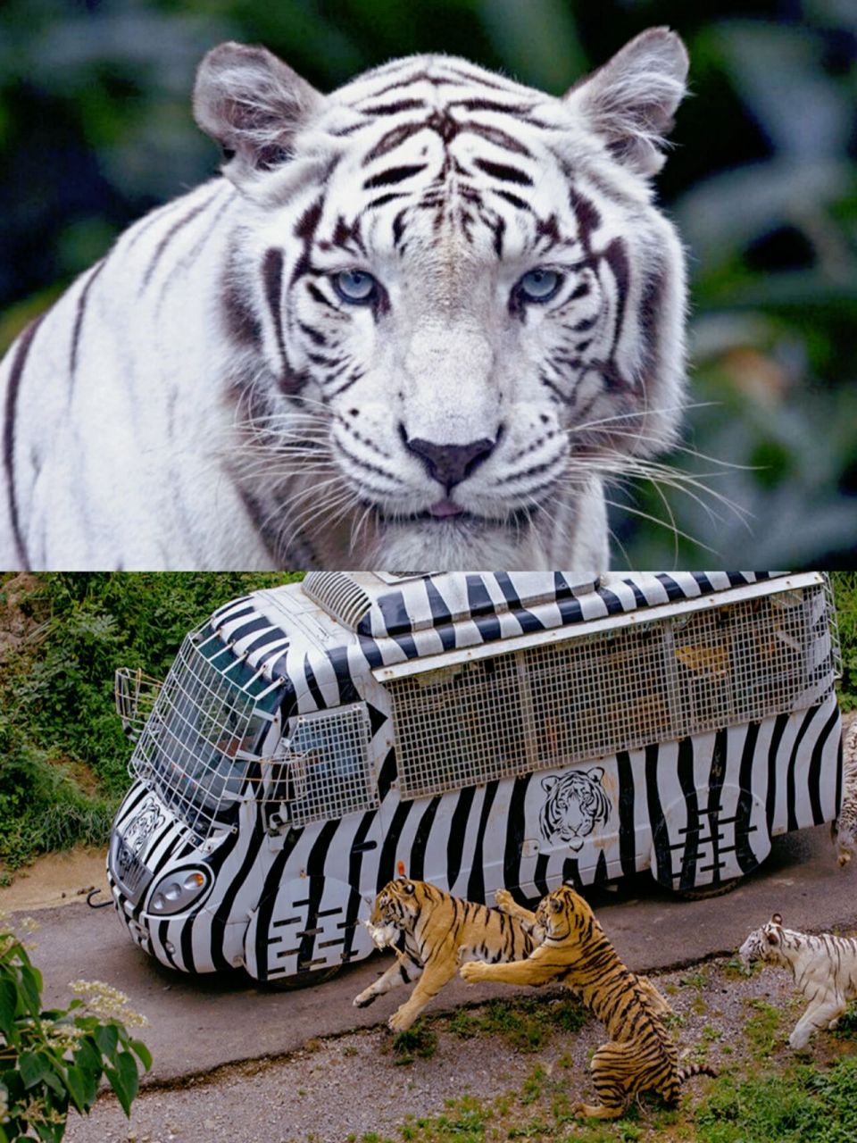 每年必去的溜娃地  |扎佐野生动物园 92扎佐野生动物园 —— 92