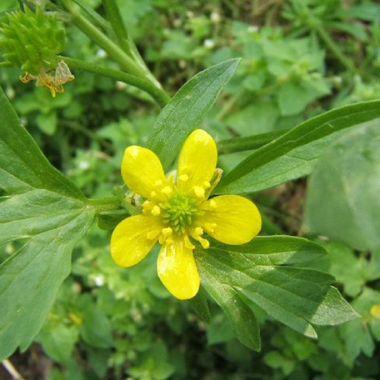 每天认识一种植物——猫抓草 猫爪草(学名: ranunculus ternatus