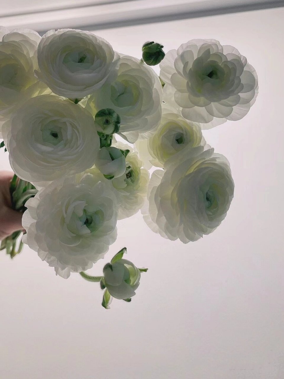 每日识花 | day 14 白色洋牡丹 【花材】白色洋牡丹 【别名】花毛茛