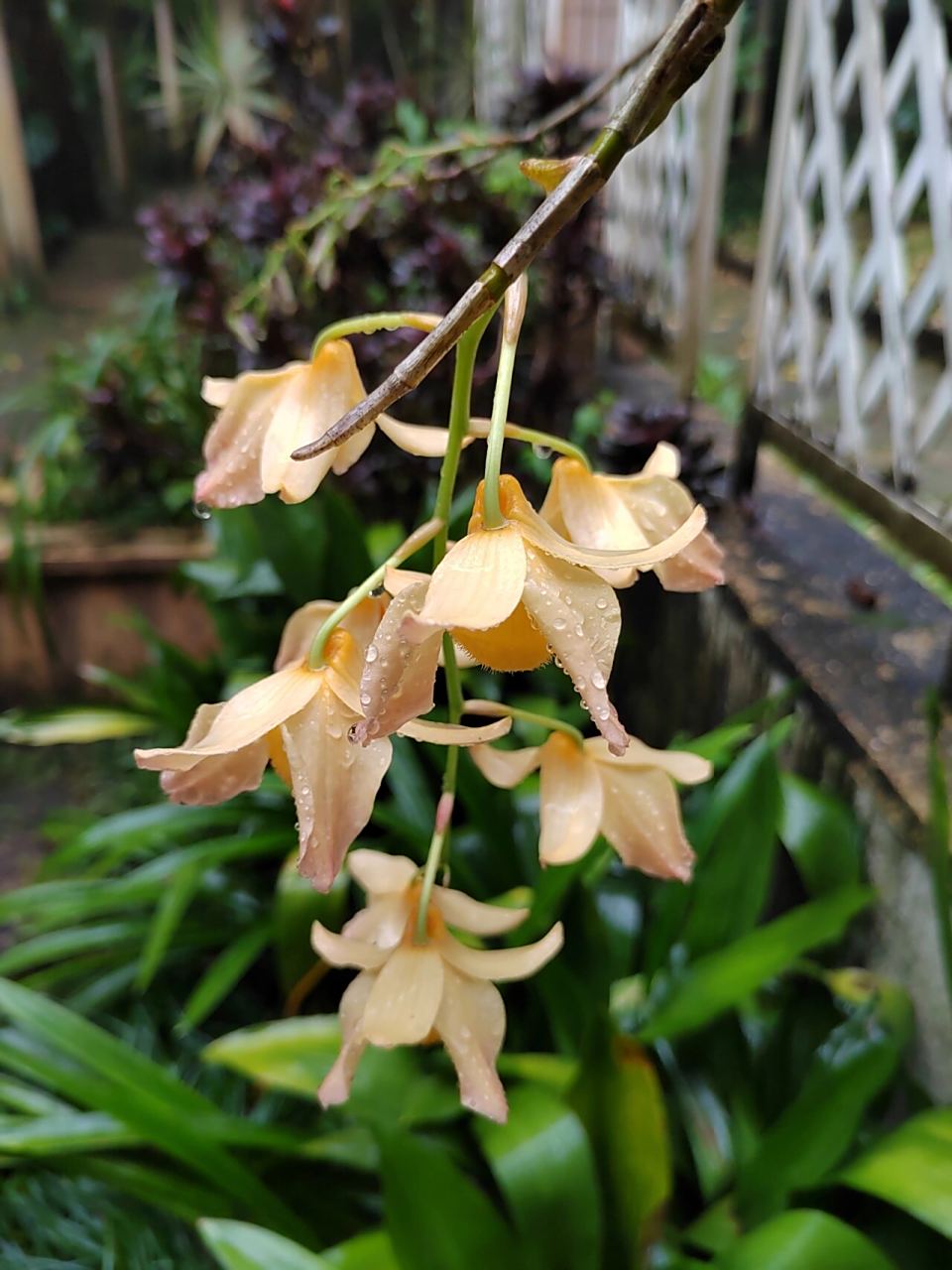 杓唇石斛 5.21华植兰园