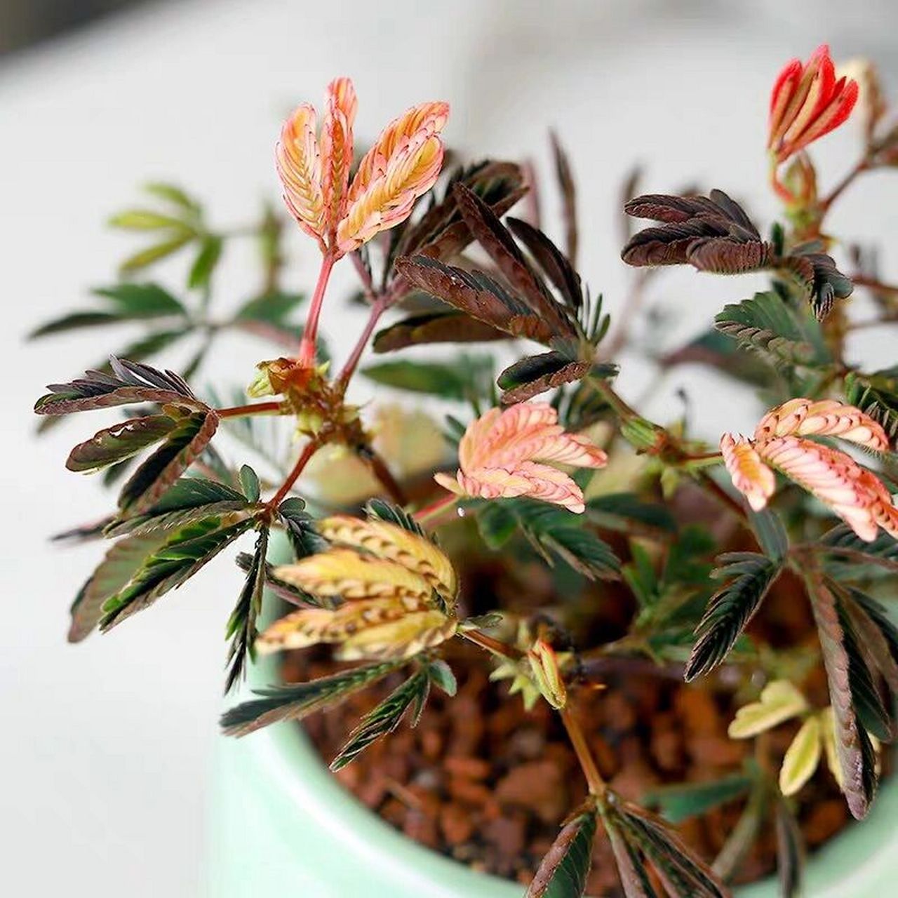 99每天认识一款植物——含羞草 97(1)学名:mimosa pudica.