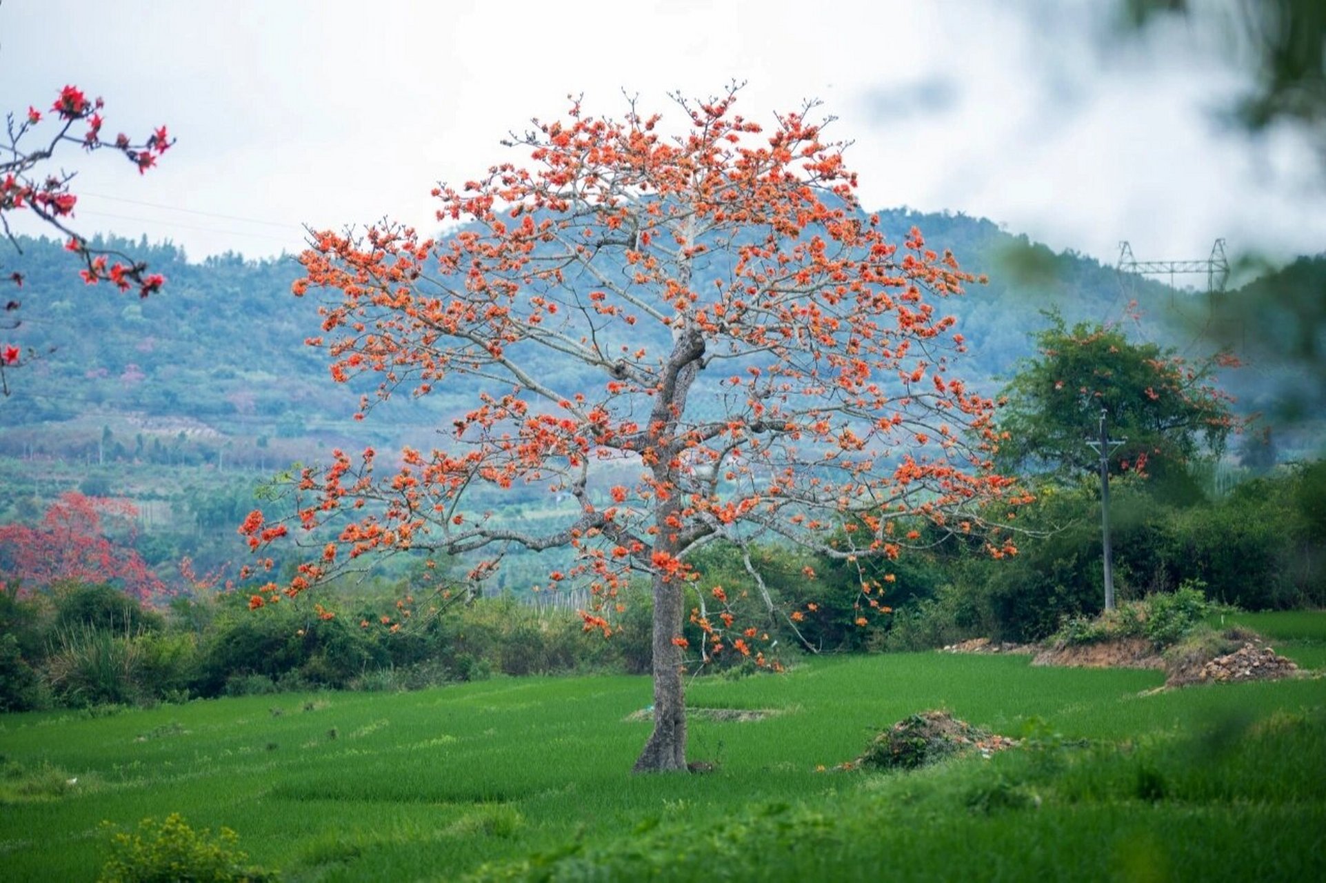 昌江的木棉花主要生长在石碌,十月田,叉河,七叉和王下等乡镇.