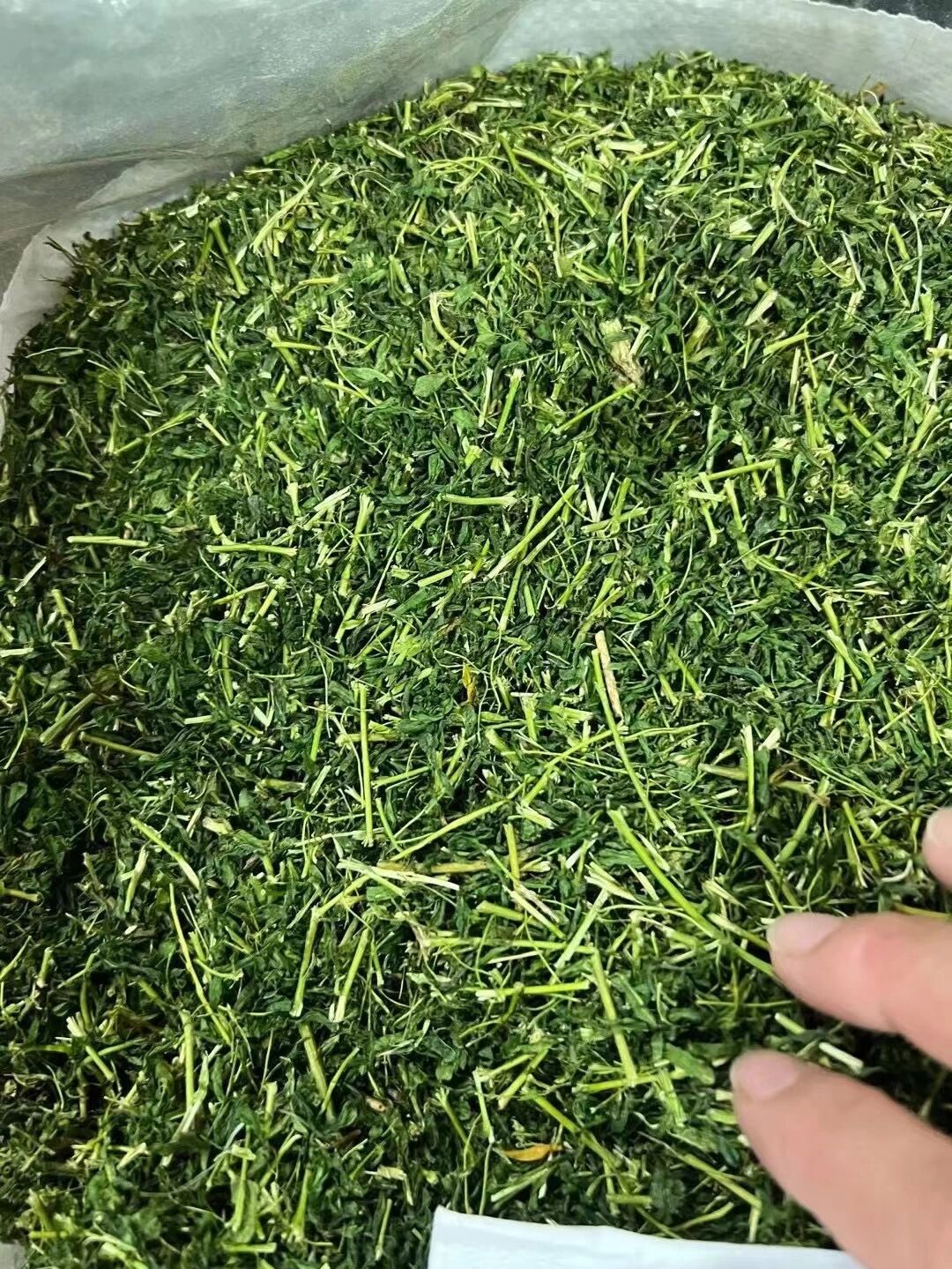 鸡骨草茶也叫护肝茶 功效润肺除痰,疏肝理气,清热解毒,护肝保肝,其味