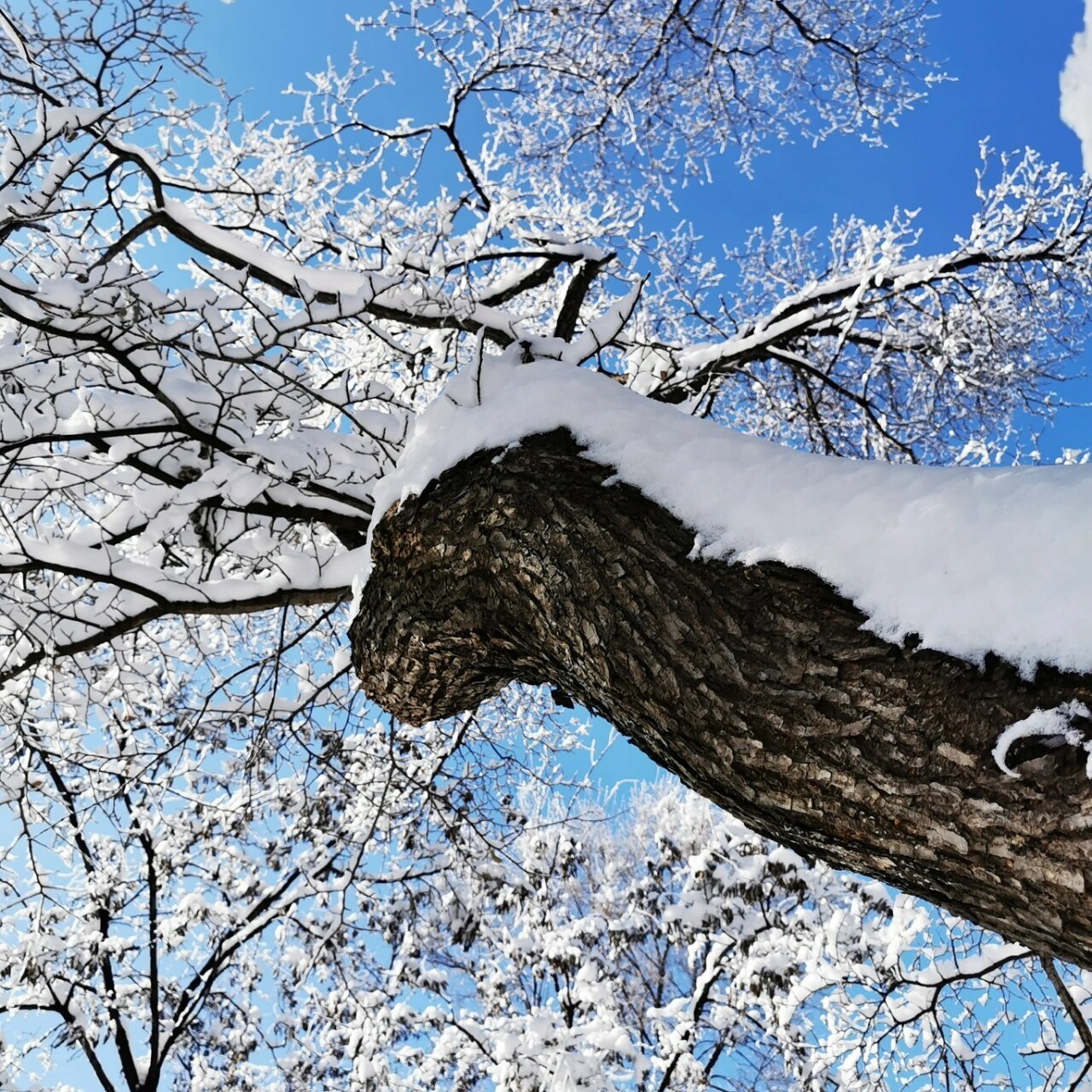 2021最美雪景图片图片