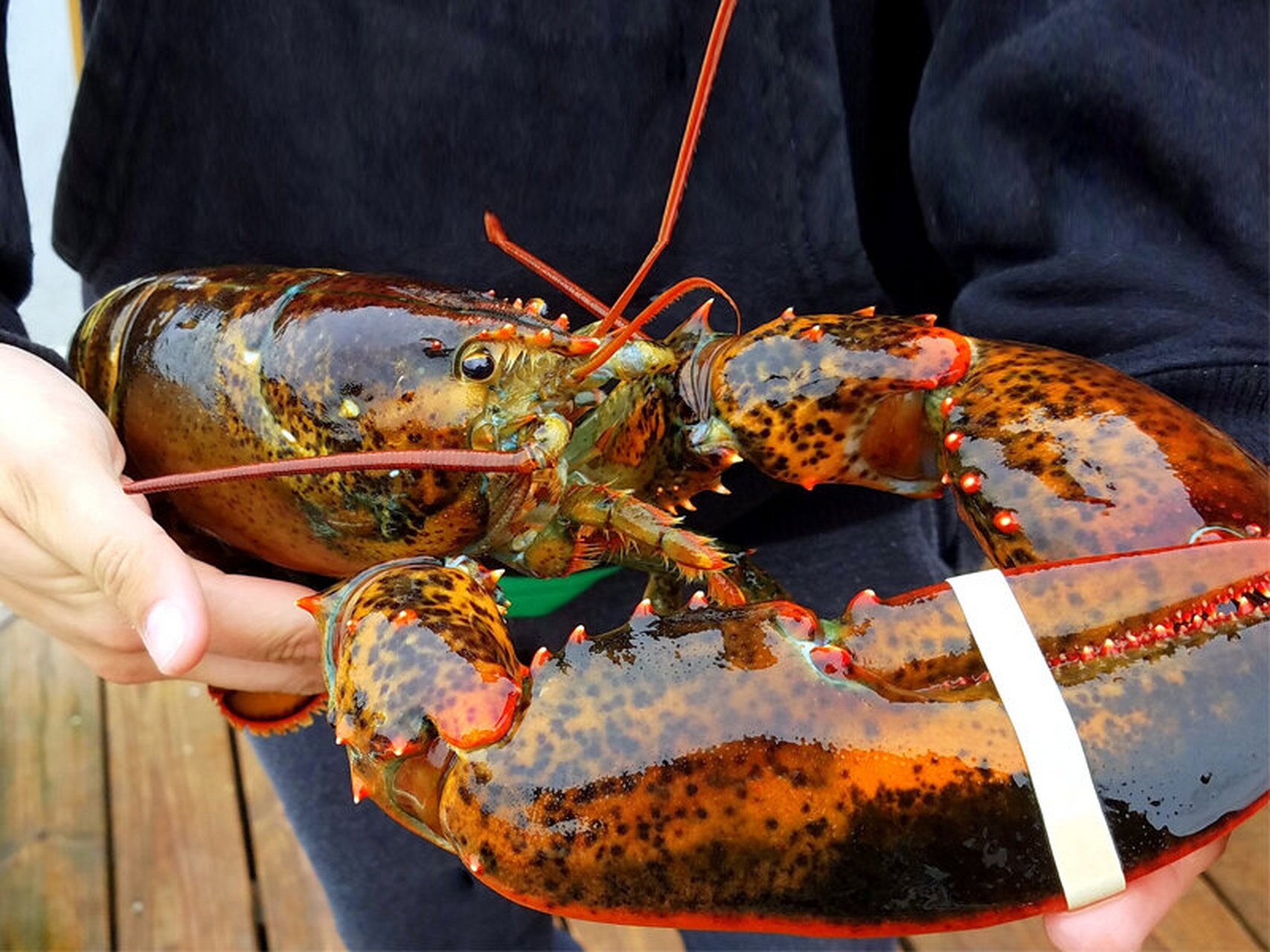 加拿大龙虾vs美国缅因龙虾,哪个好吃979797 波士顿龙虾也叫