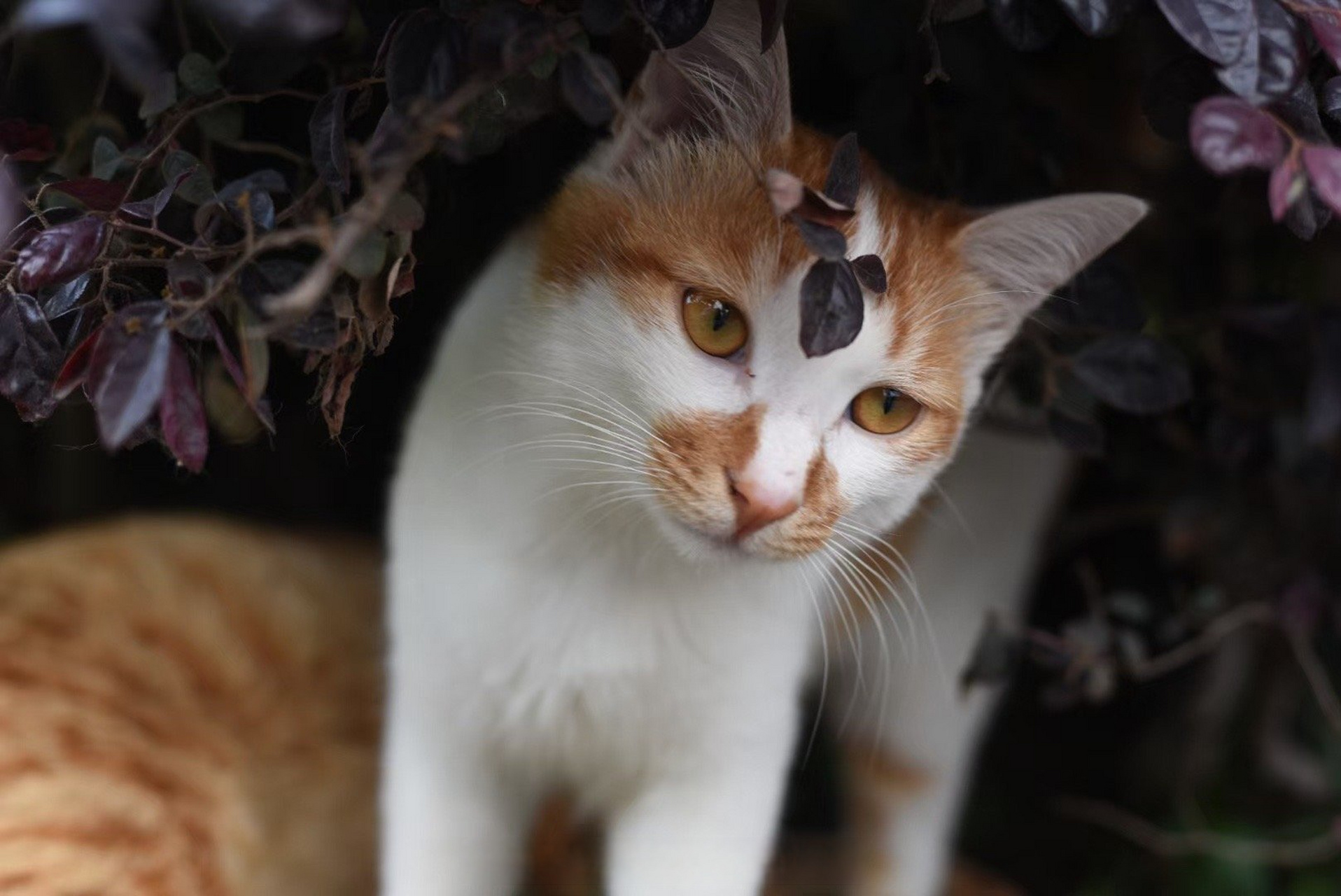 金华职业技术学院##金职随手拍# #高考倒计时4天#  距离高考还有四天