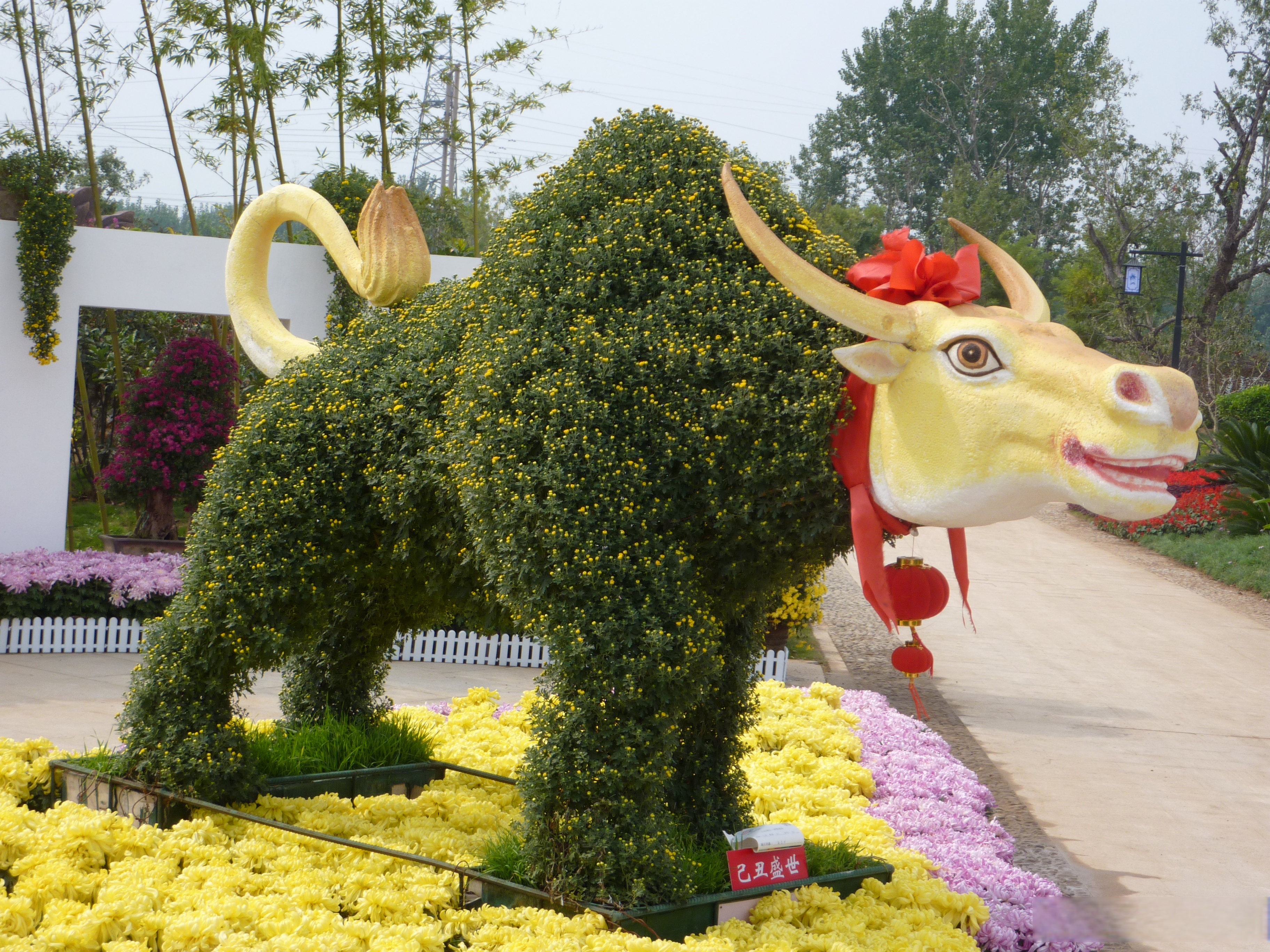 菊之美,三分天工,七分人力-开封菊花造型艺菊种植批发基地 菊,丽而不