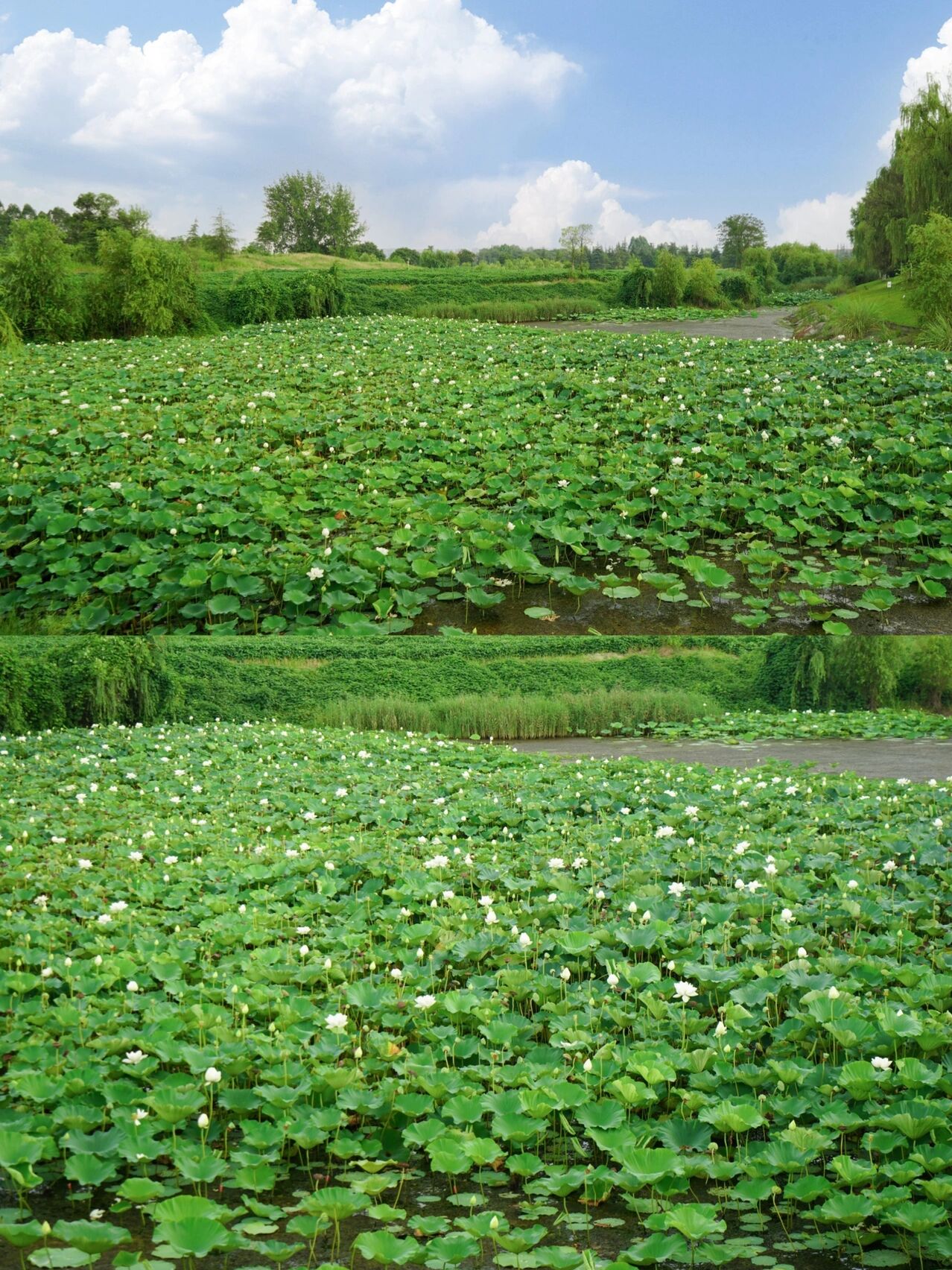可以听到风声和蝉鸣声 弯弯绕绕找到这片白色的荷花塘 感觉更像是野生
