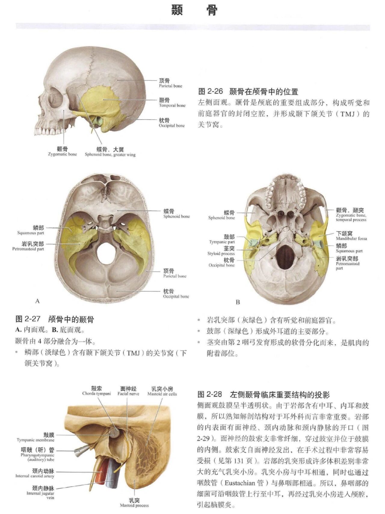 颅骨的三层结构图片