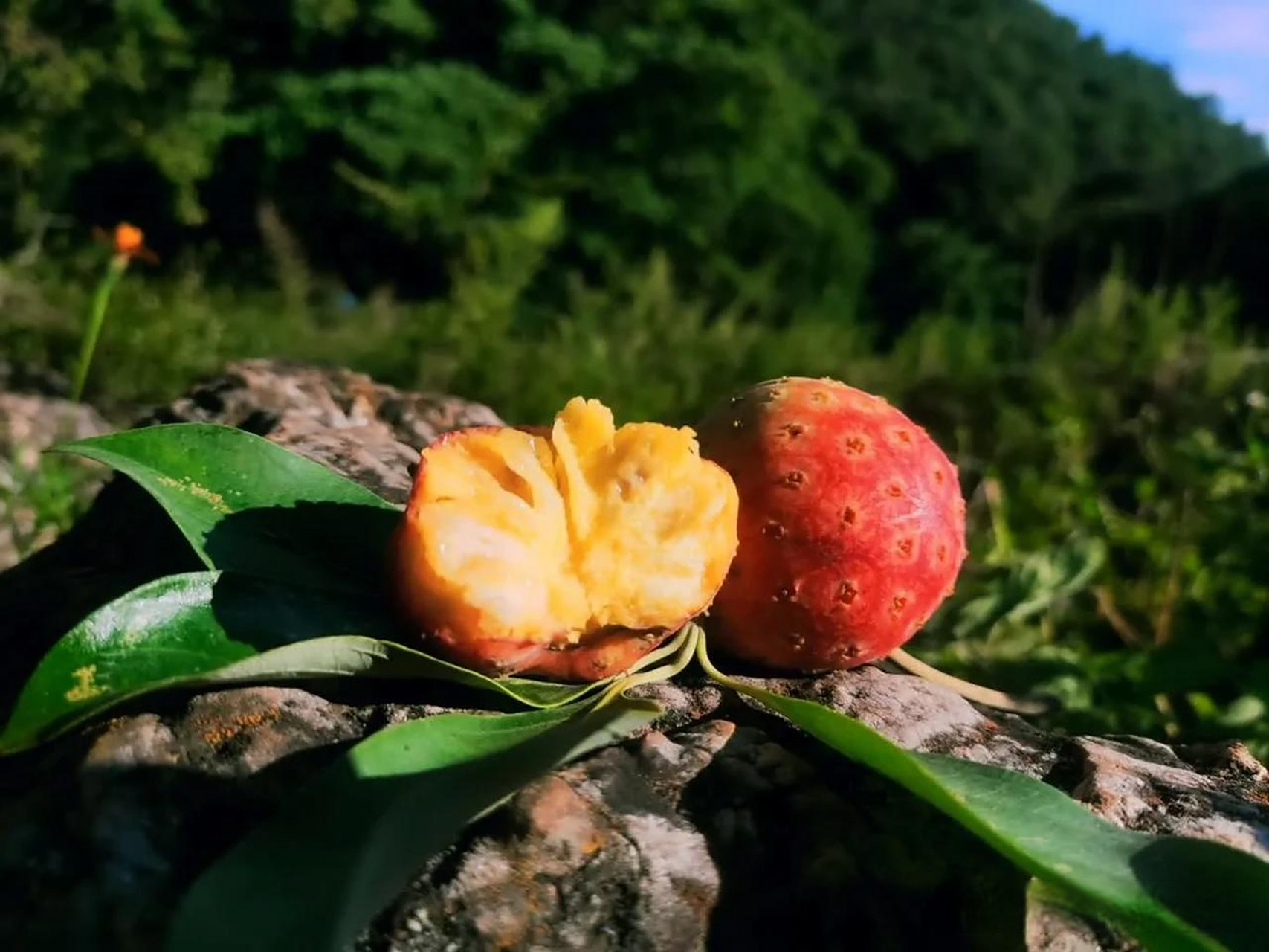 攀枝花头条口感纯甜软糯,大黑山"野荔枝"红了!