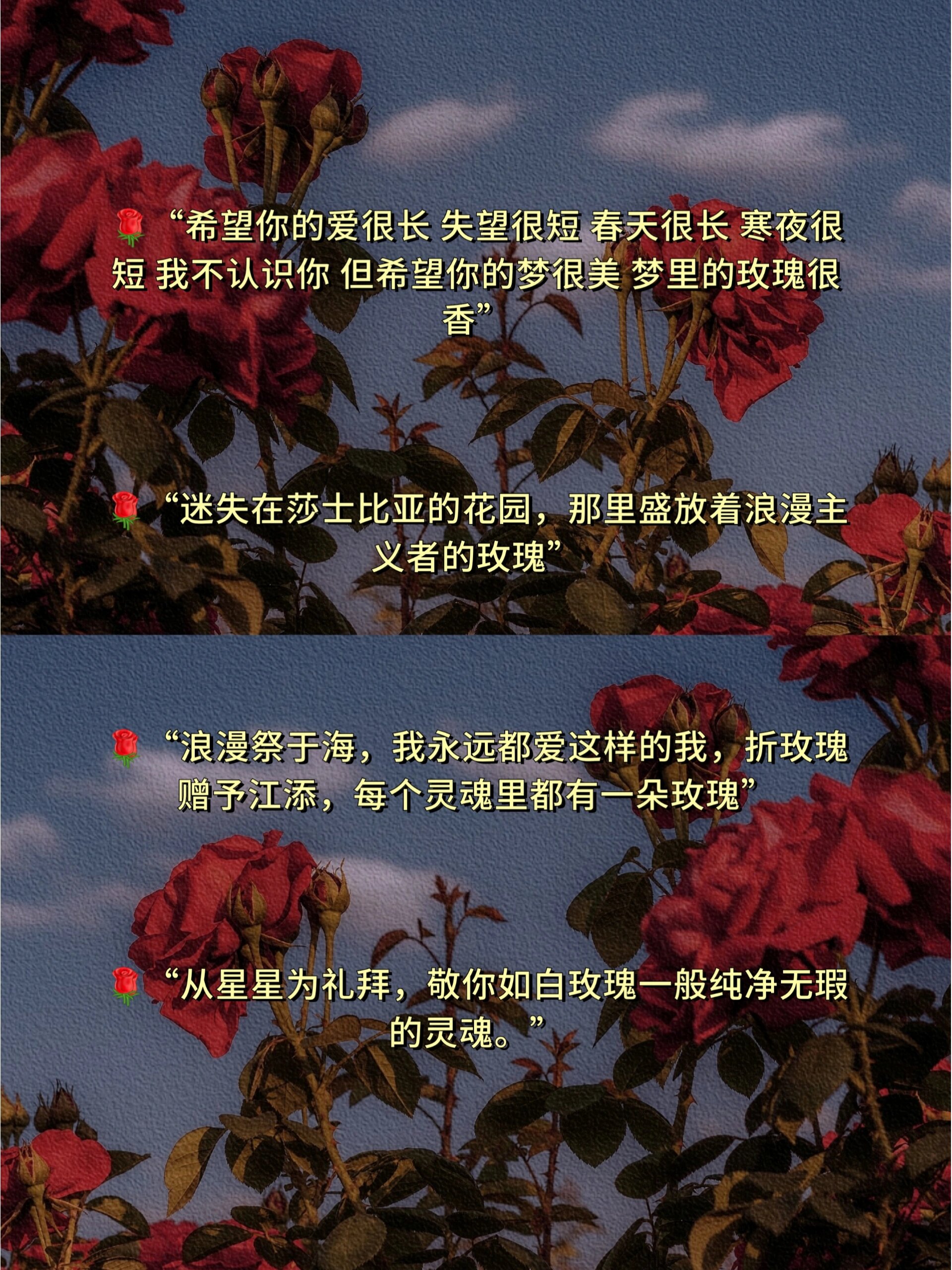 玫瑰花的花语浪漫图片