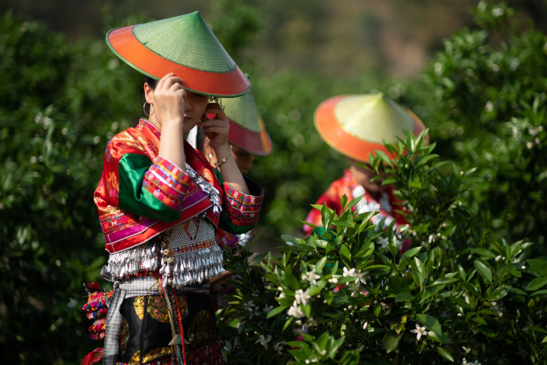 花腰傣·云南独特的少数民族 提起傣族,首先想到的是西双版纳和滇西