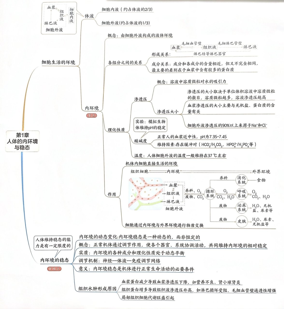 人体的内环境与稳态图片