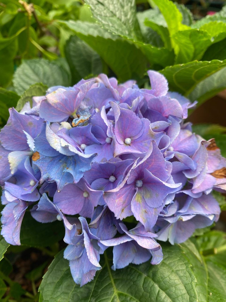 绣球:魔幻大西洋 绣球魔幻大西洋!一款非常特别的颜色!绣球