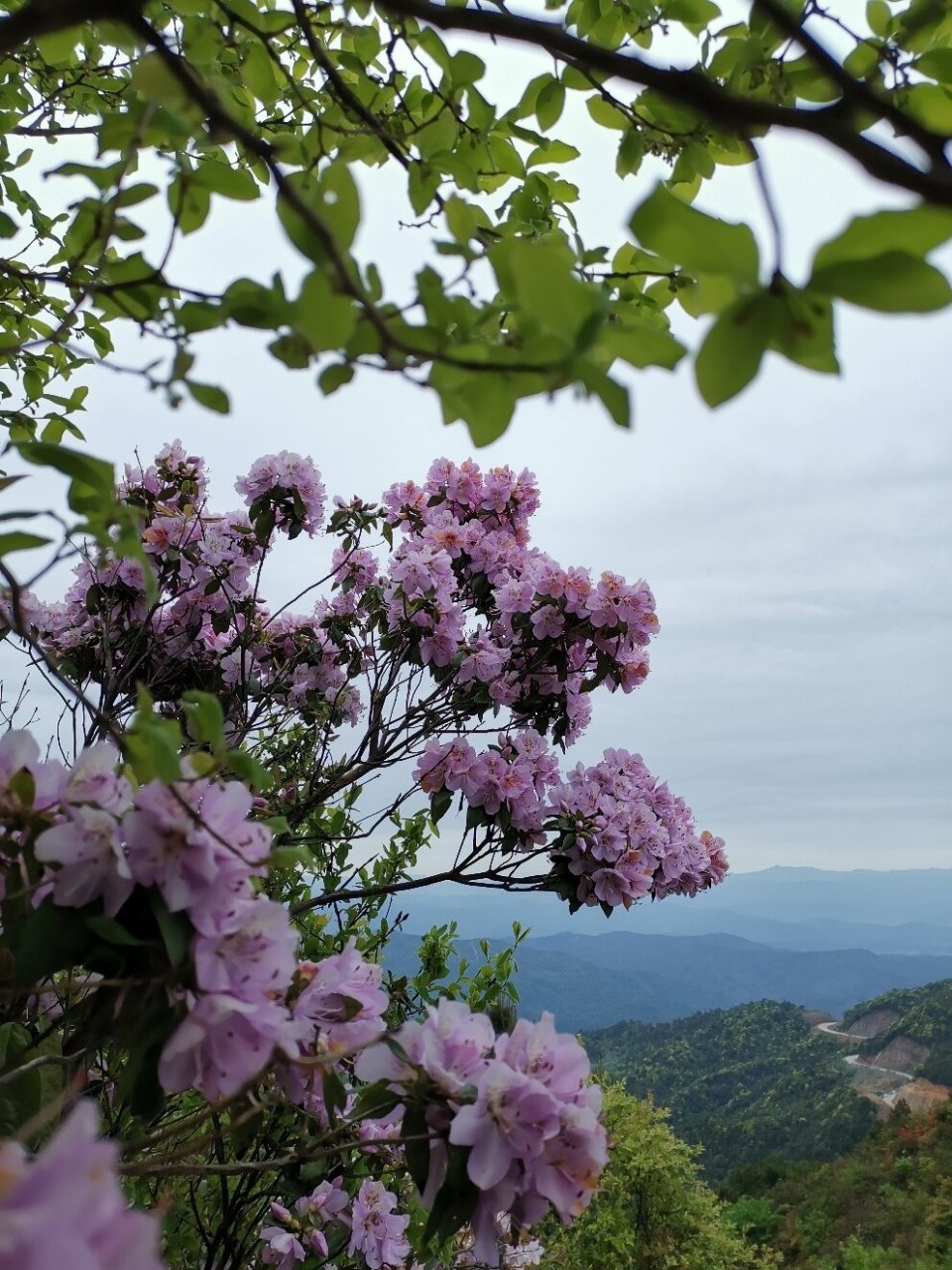 云锦杜鹃 猴头杜鹃纯洁,云锦杜鹃羞涩,高山红杜鹃热烈.