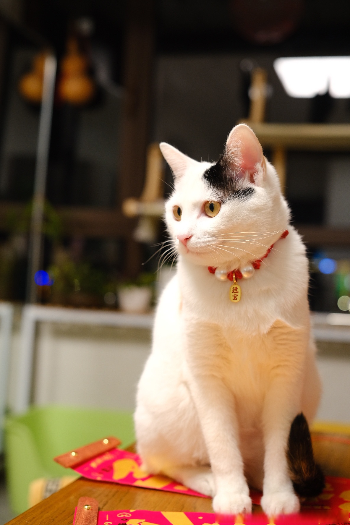 多么可耐的卢招财卢进宝儿啊嘎嘎嘎
