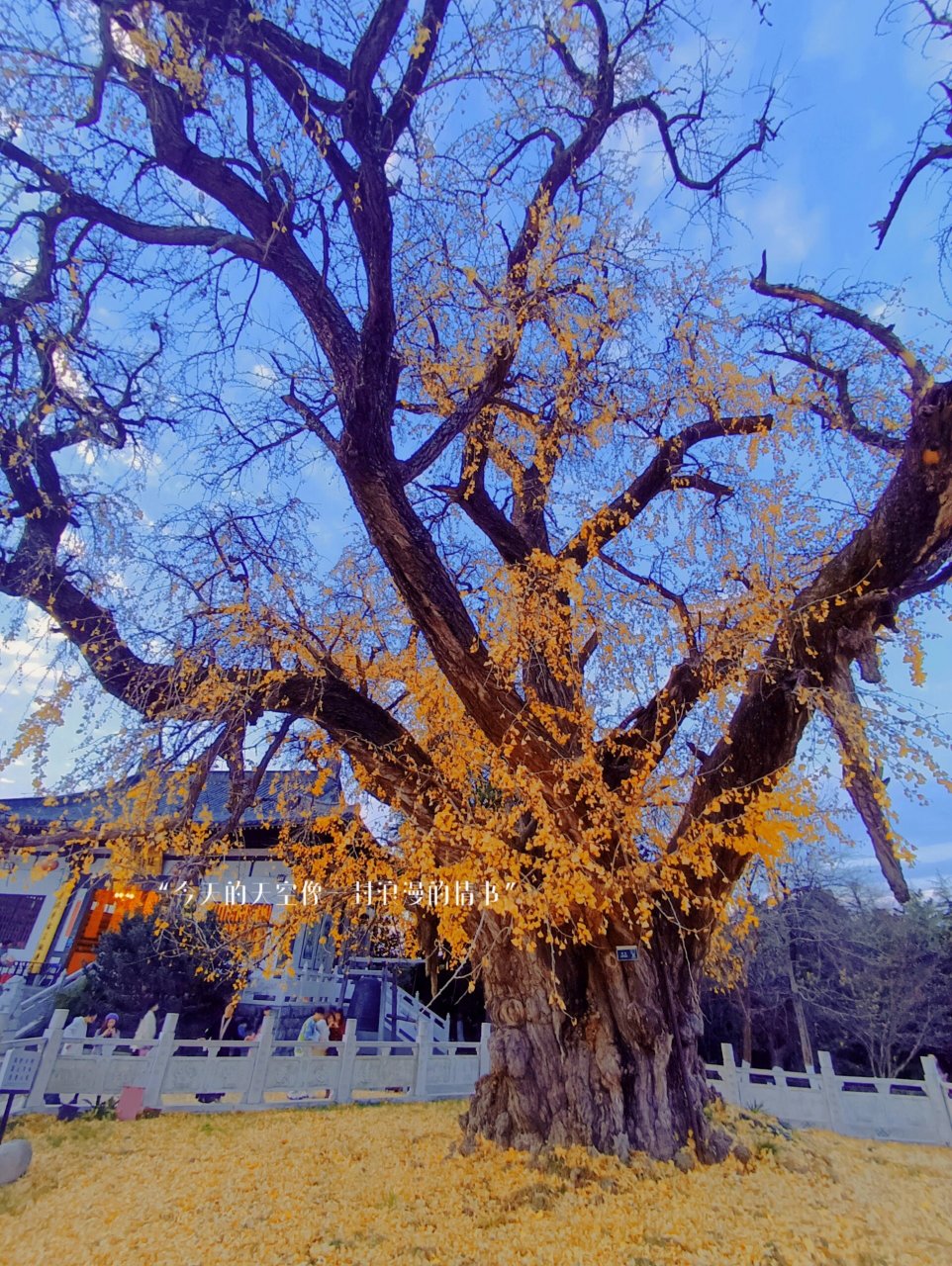 打卡南京江浦古惠济寺 三颗银杏树是南北朝时代所植,距今1500年.