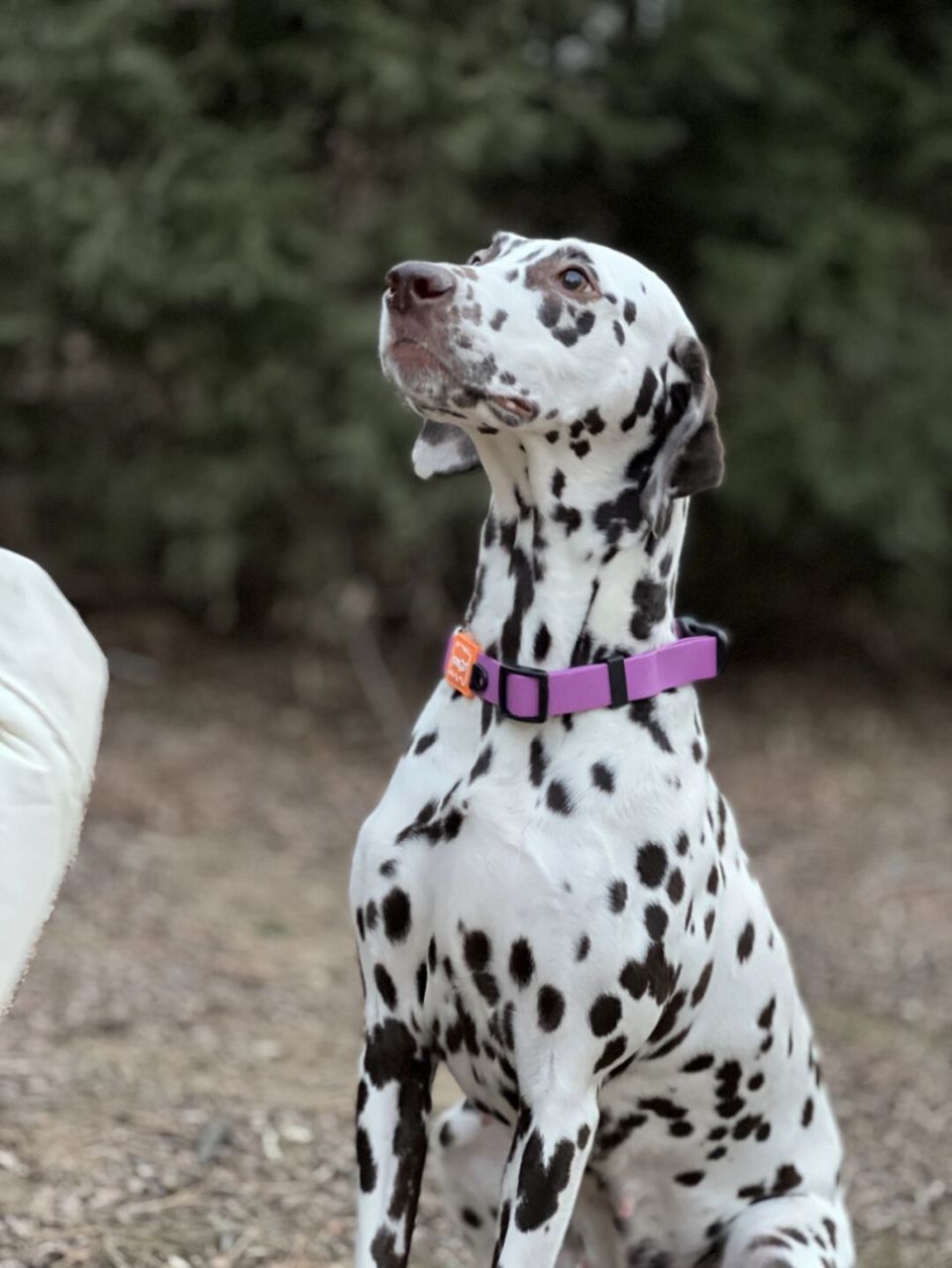 可爱的小狗子们 #大麦町犬# #斑点狗# #我家宠物好可爱# #珍藏的宠物