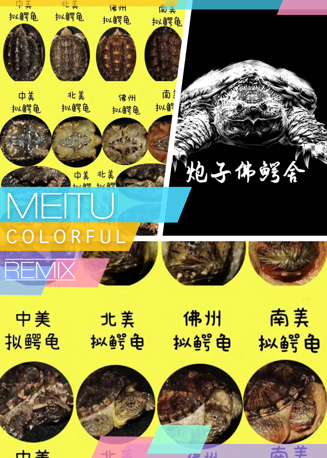 首先,让我们深入了解一下鳄龟的分类