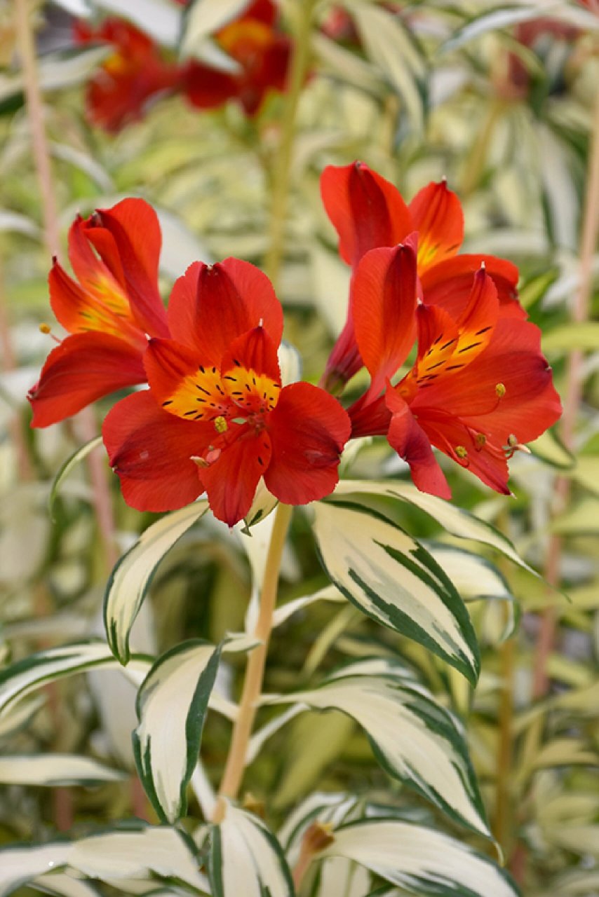 植物快乐屋——花叶六出花"摇滚乐" 六初花原产地于南美洲的智利,秘鲁