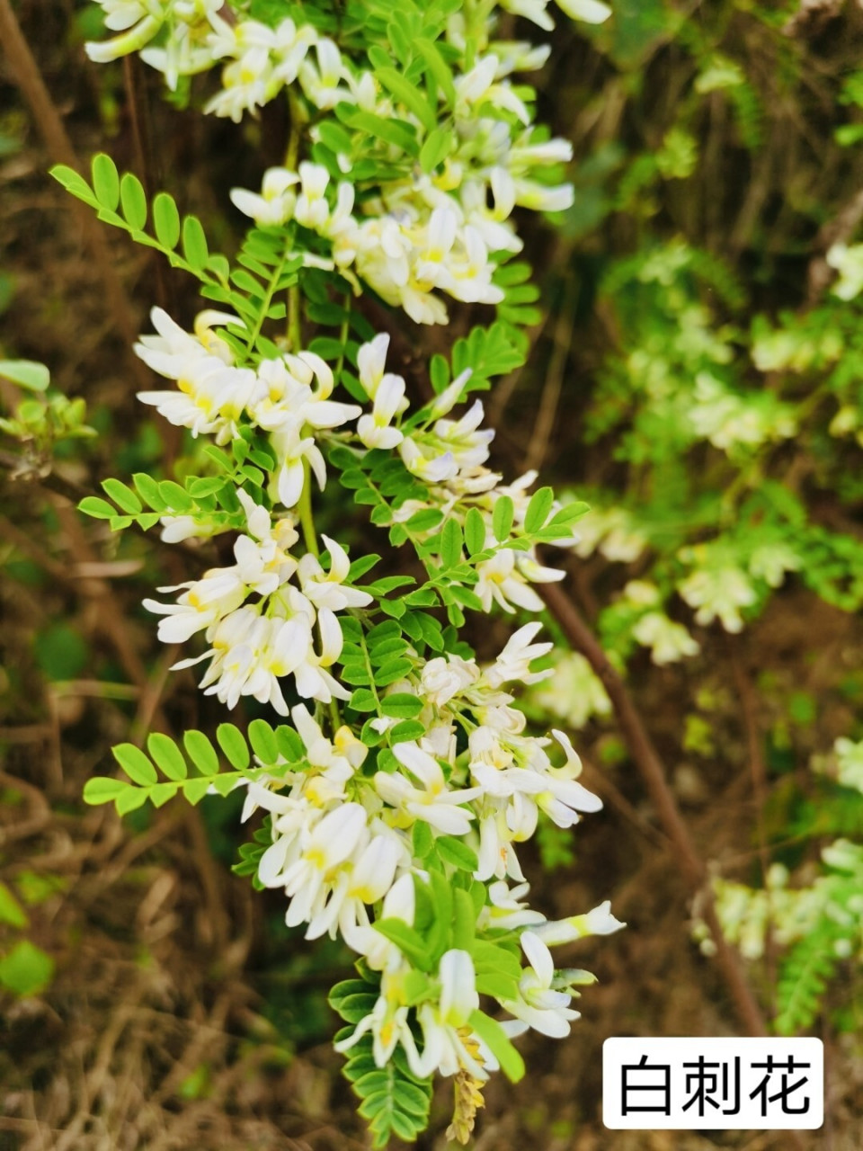 白刺花,也叫苦刺花, 小时经常和妈妈上山摘,用来做菜吃.