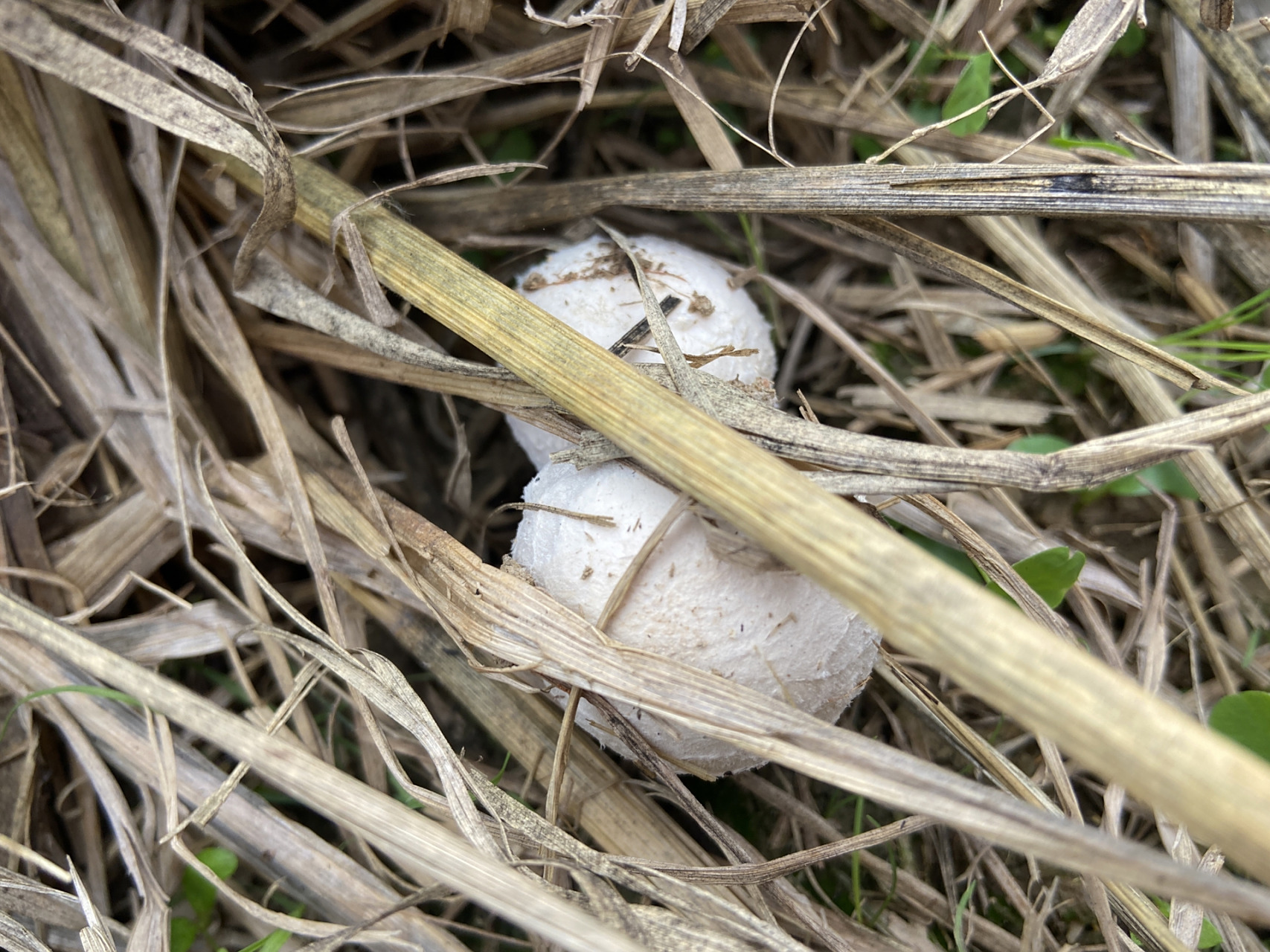 捡稻草菇 这个周末,我亲自去稻田里来捡稻草菇了.
