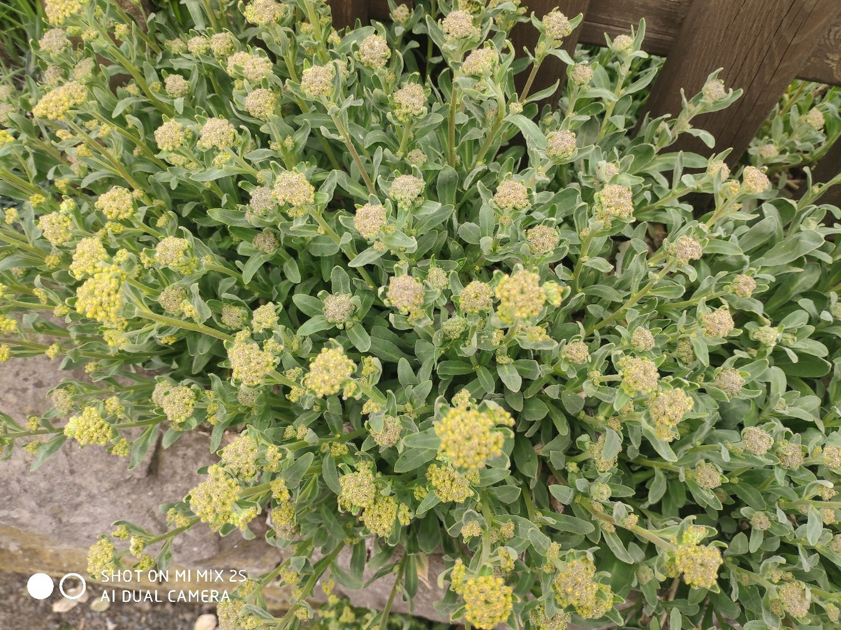 德国野菜系列之水牛花 有认识这个的吗?