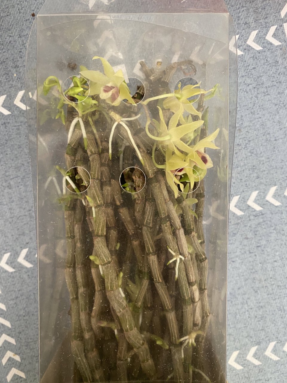 石斛发芽长根了,还能吃吗?