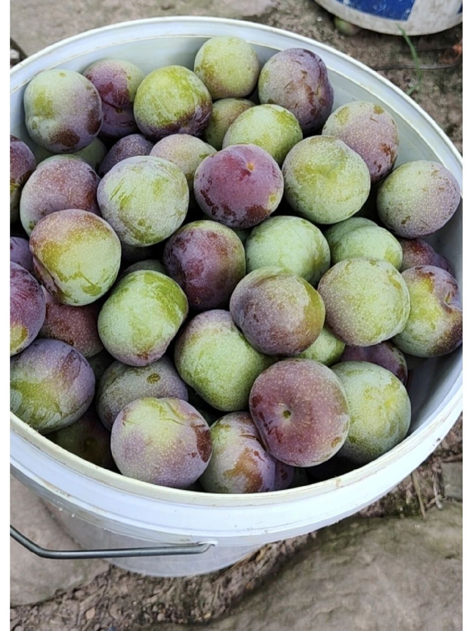 四川特产水果茵红李(又名青红脆李) 自家种植,果实口感,脆,甜,汁多 已