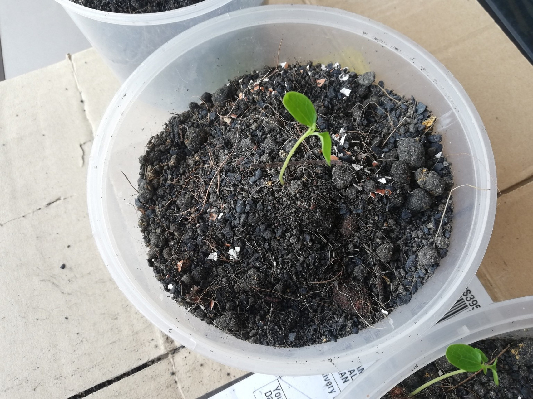 第二次尝试种木瓜🌴感觉幼苗摇摇欲坠 2个月前尝