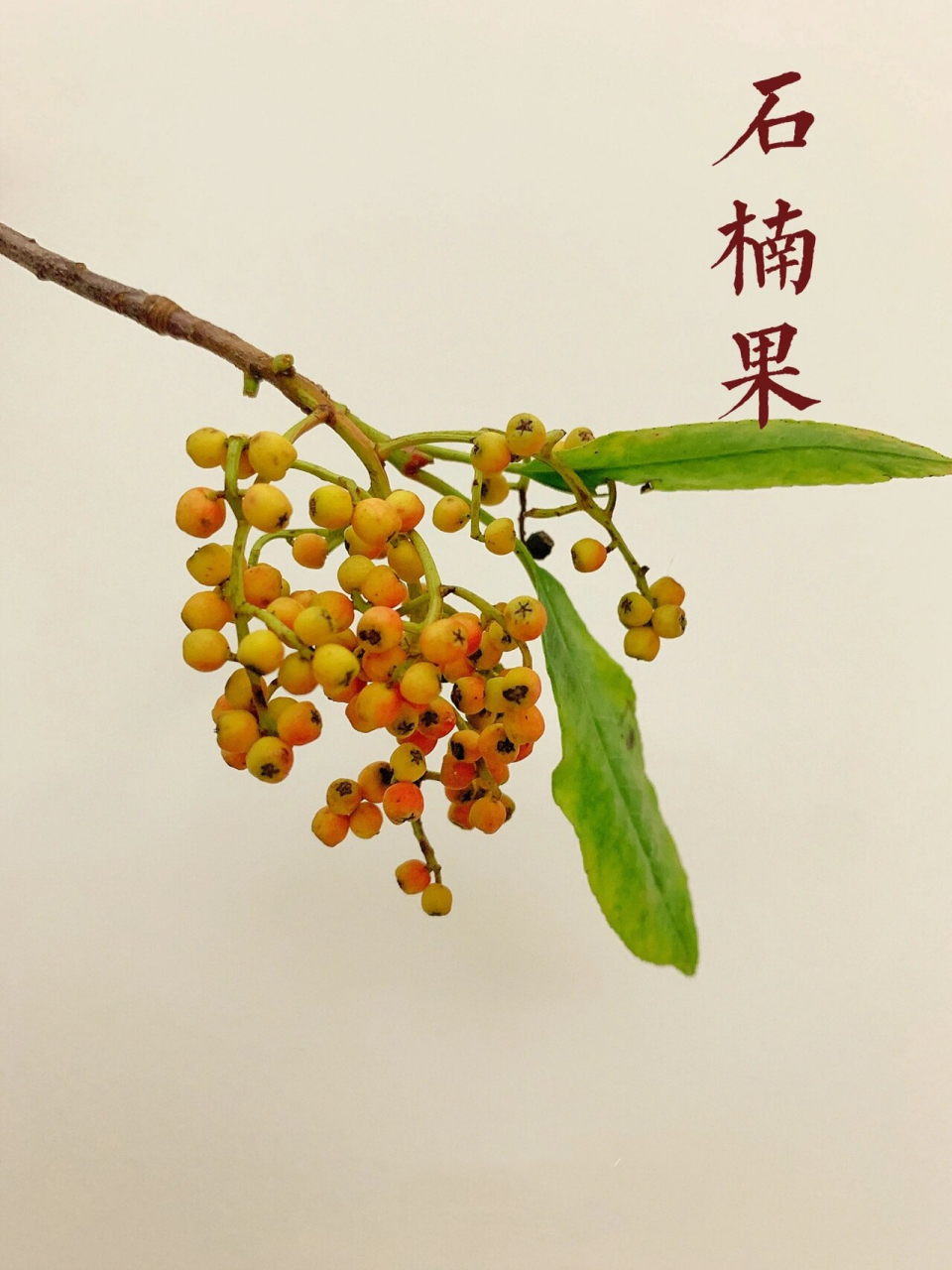 球花石楠果实图片