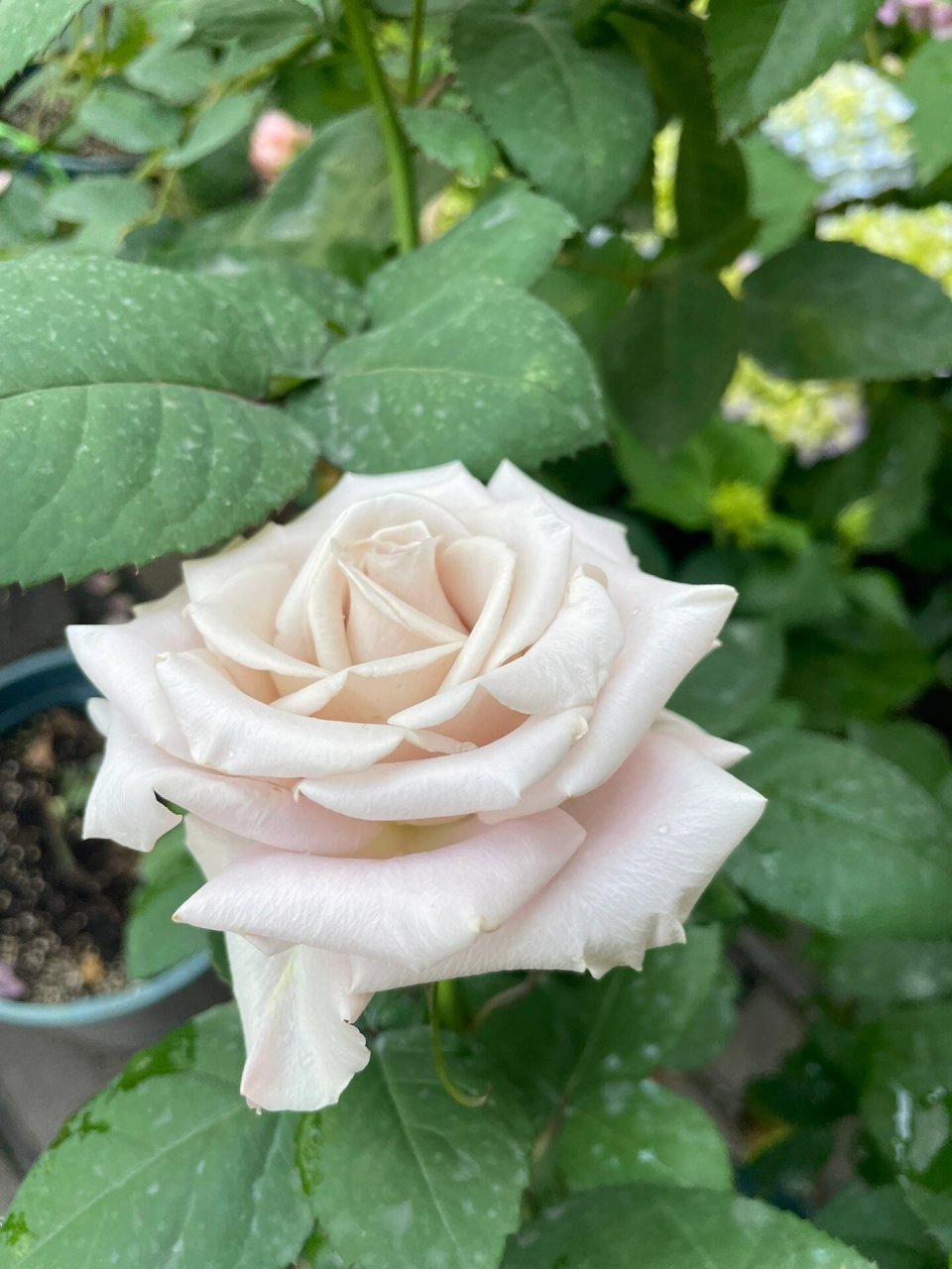 月季品种:曼塔         超级优秀的复古色品种,长势特别快,直立性很好