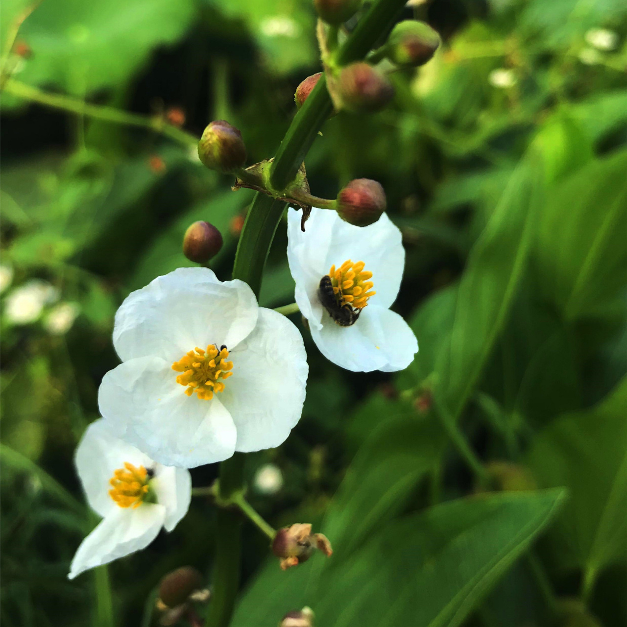 每日一花|慈菇 慈菇:多年生直立水生草本,根茎横生,叶具长柄,叶形变化