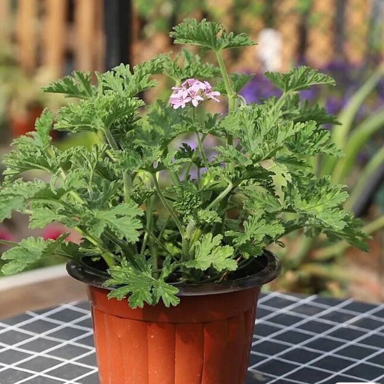 1,驱蚊草在光照充足的情况下,随温度的变化而变化,温度愈高气体散发