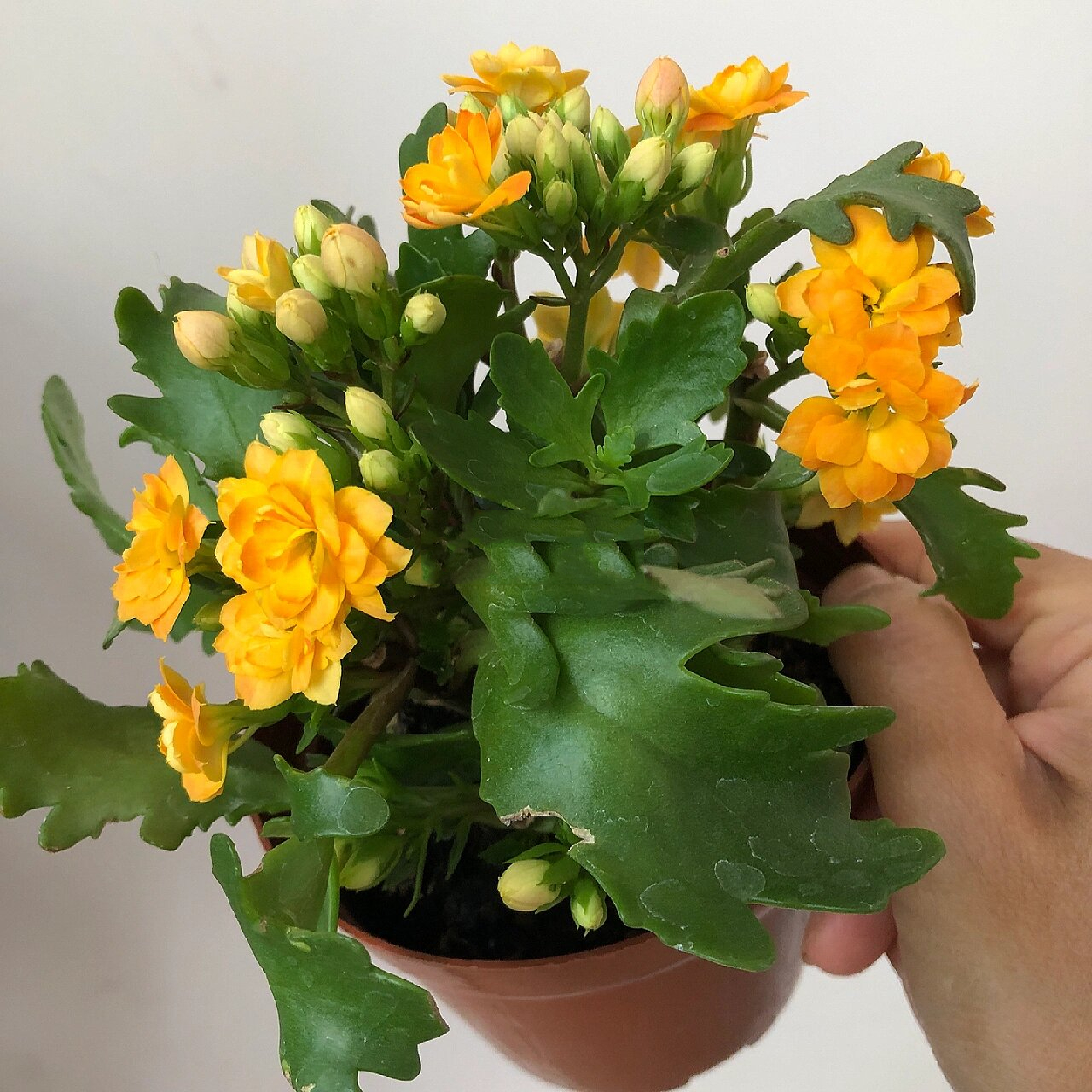 长寿花分享(85)-索尔丹 鹿角叶 橘色和黄色渐变,或者是橙色和黄色渐变