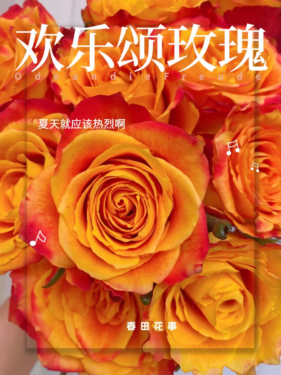 活力系玫瑰的代表——欢乐颂玫瑰 78颜色:橙色调的双色玫瑰,花色